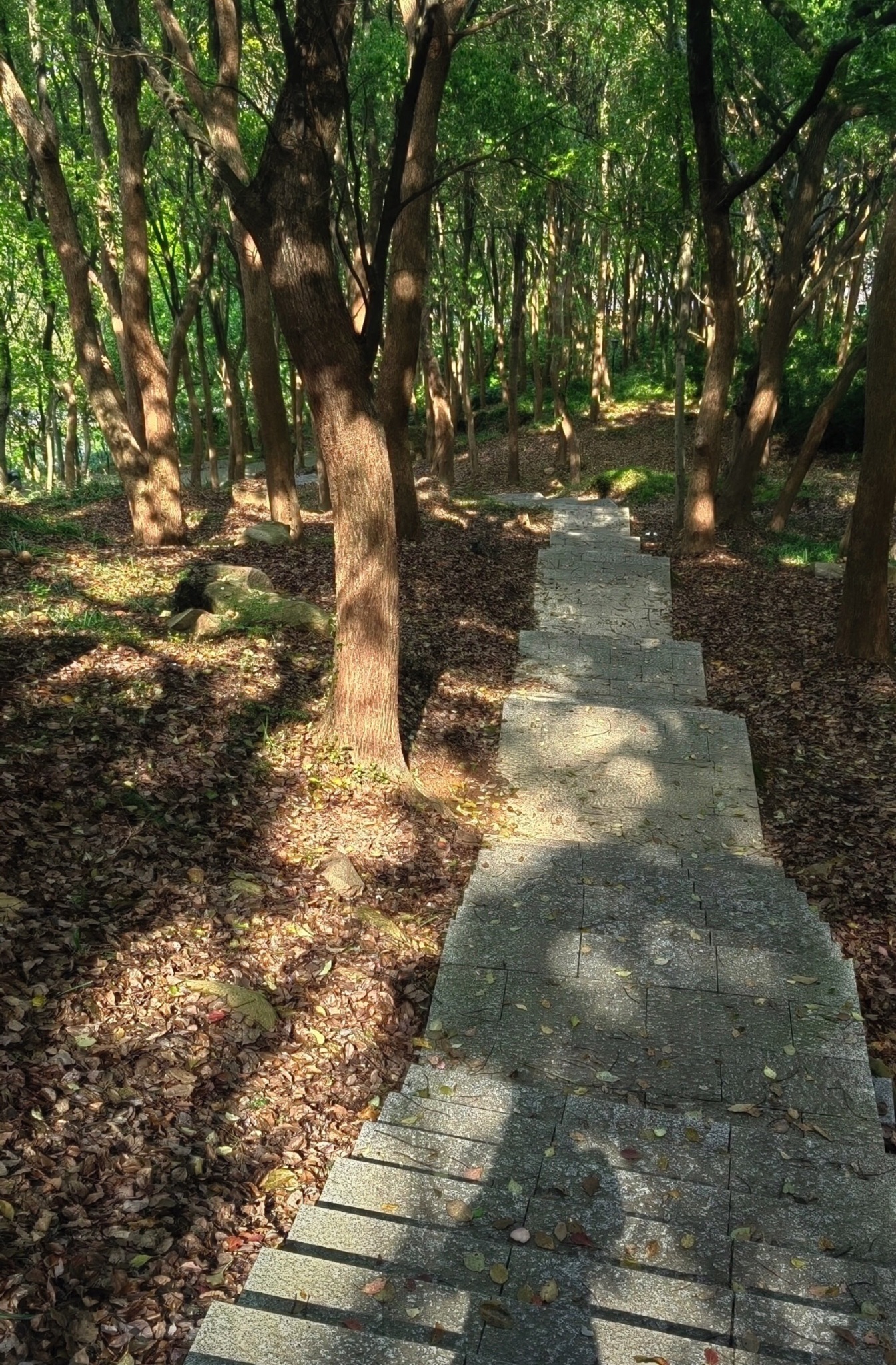 汤山公园旅行图片 1