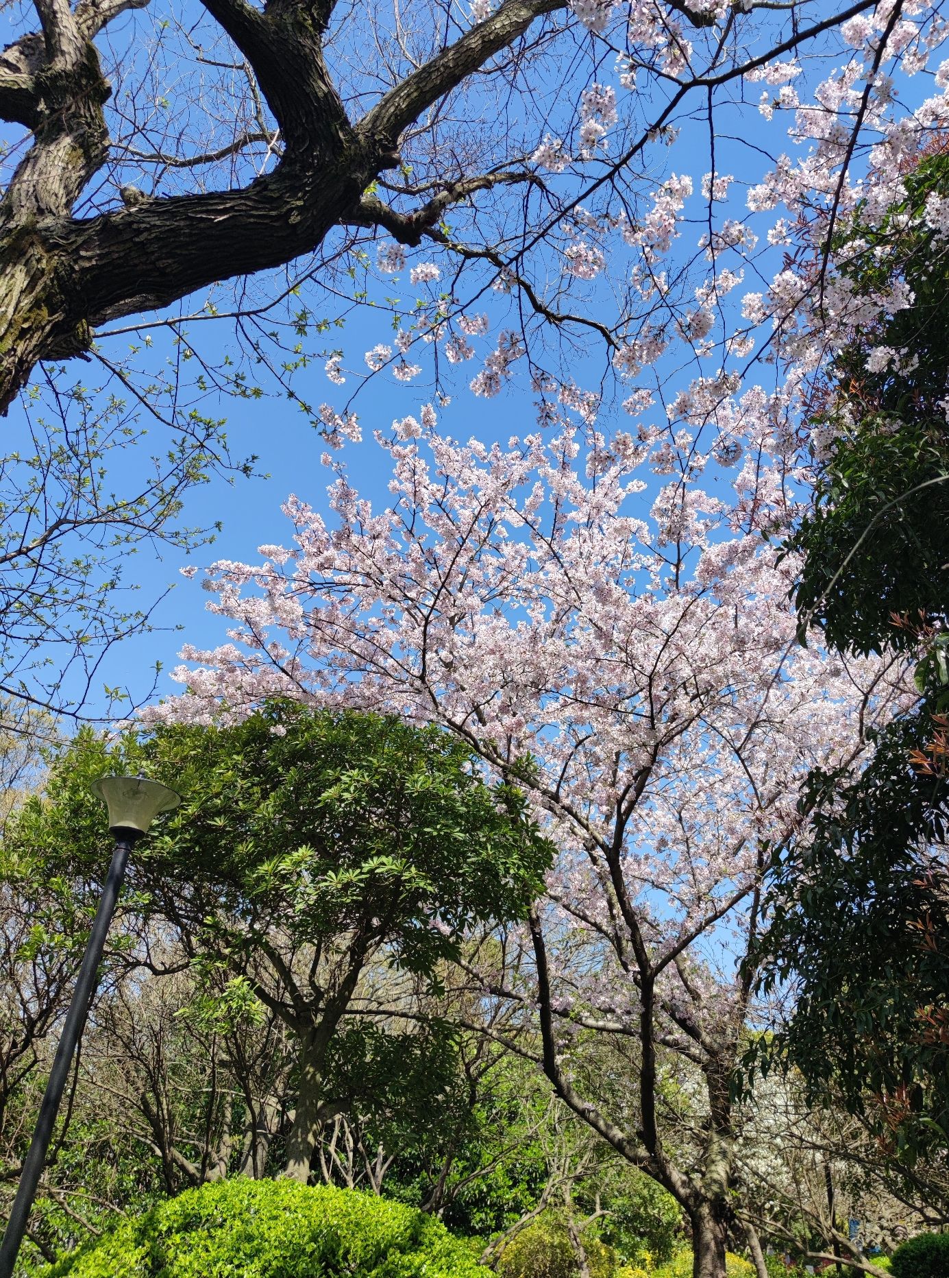 汤山公园旅行图片 1