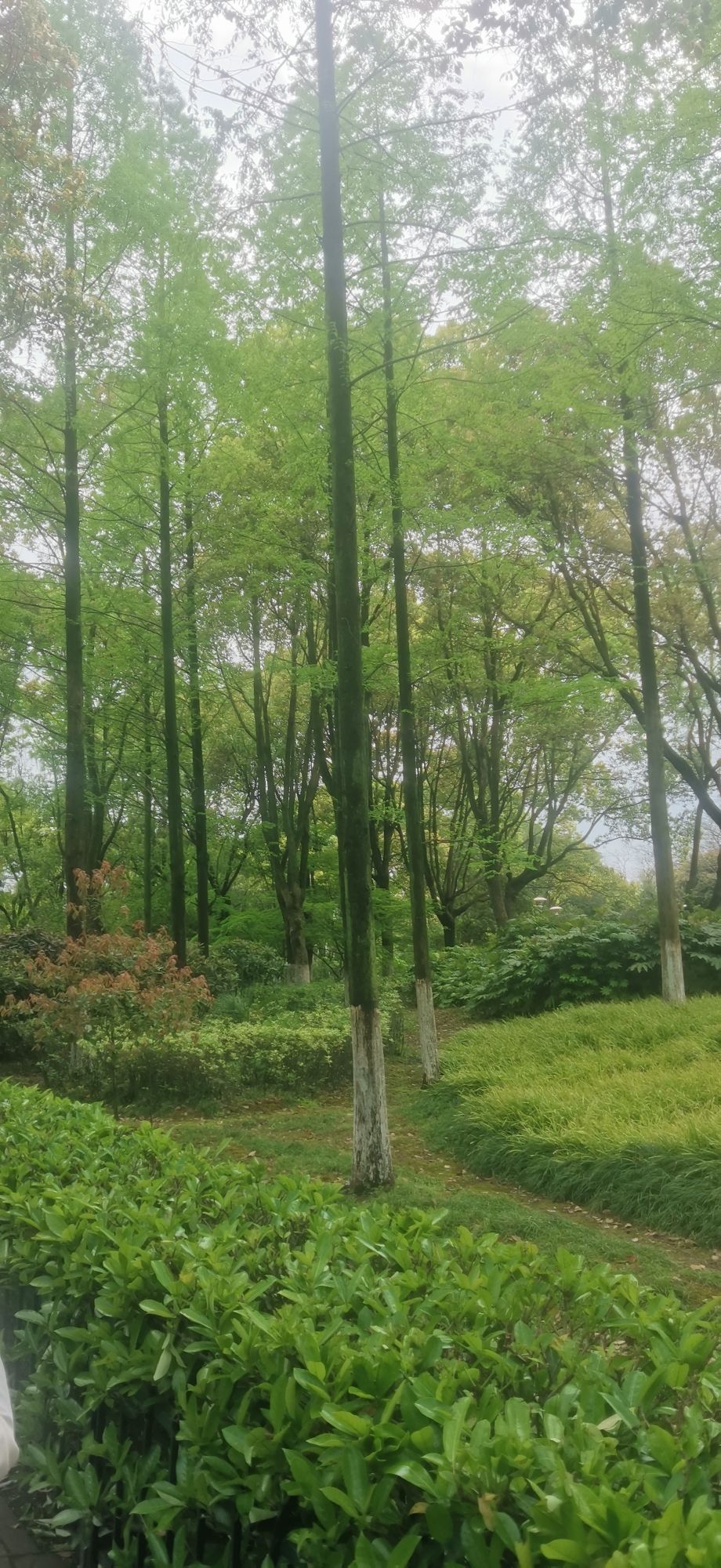 汤山公园旅行图片 1
