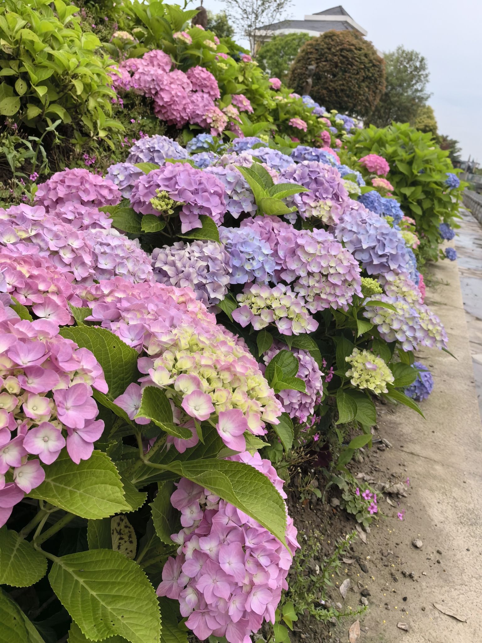长安花卉园区
