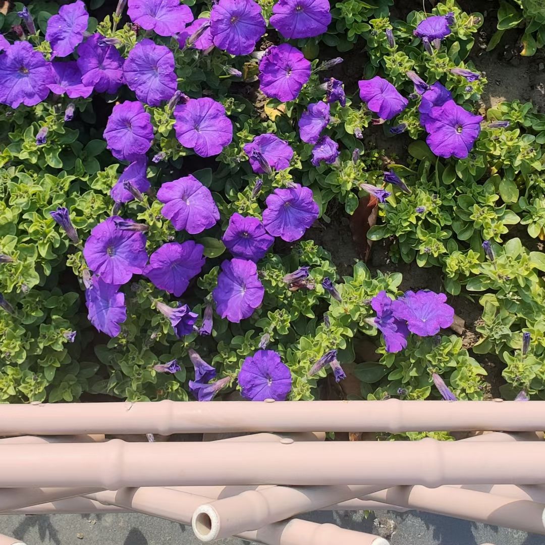 桐乡植物园旅行图片 2