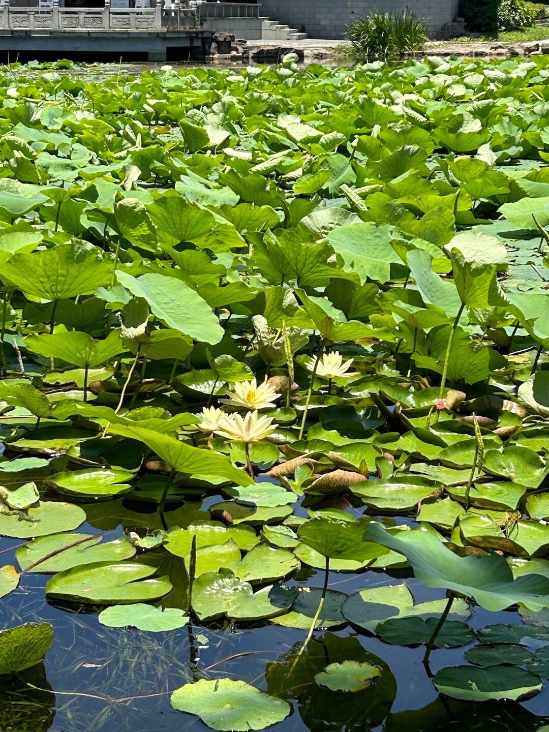 范蠡湖公园旅行图片 3