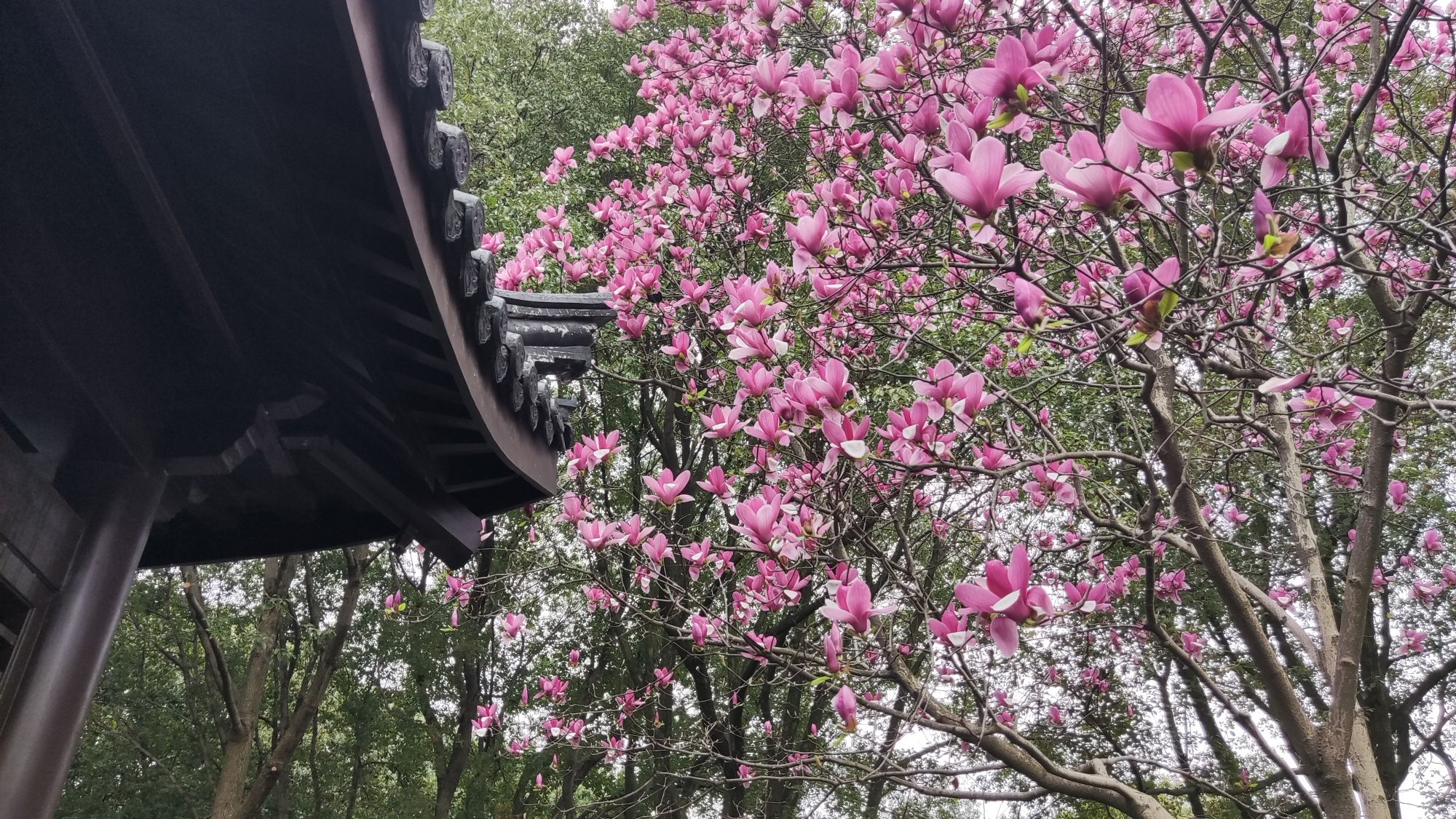 范蠡湖公园旅行图片 1