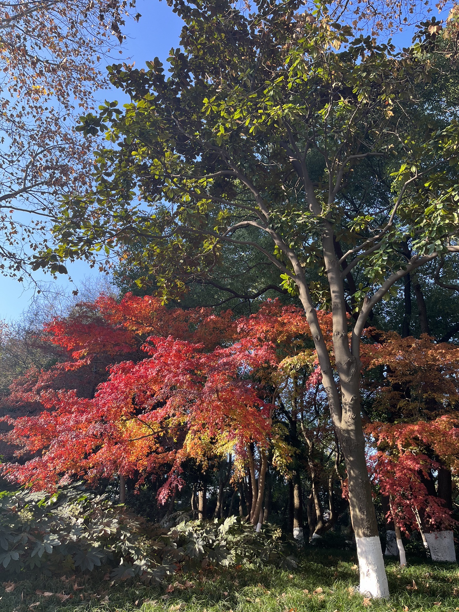 范蠡湖公园旅行图片 2