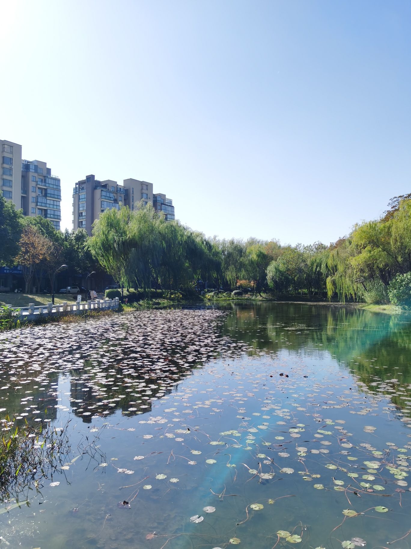 白马湖公园旅行图片 3