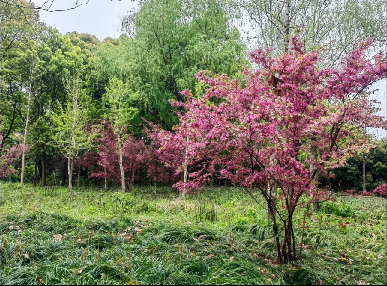 嘉兴植物园旅行图片 3