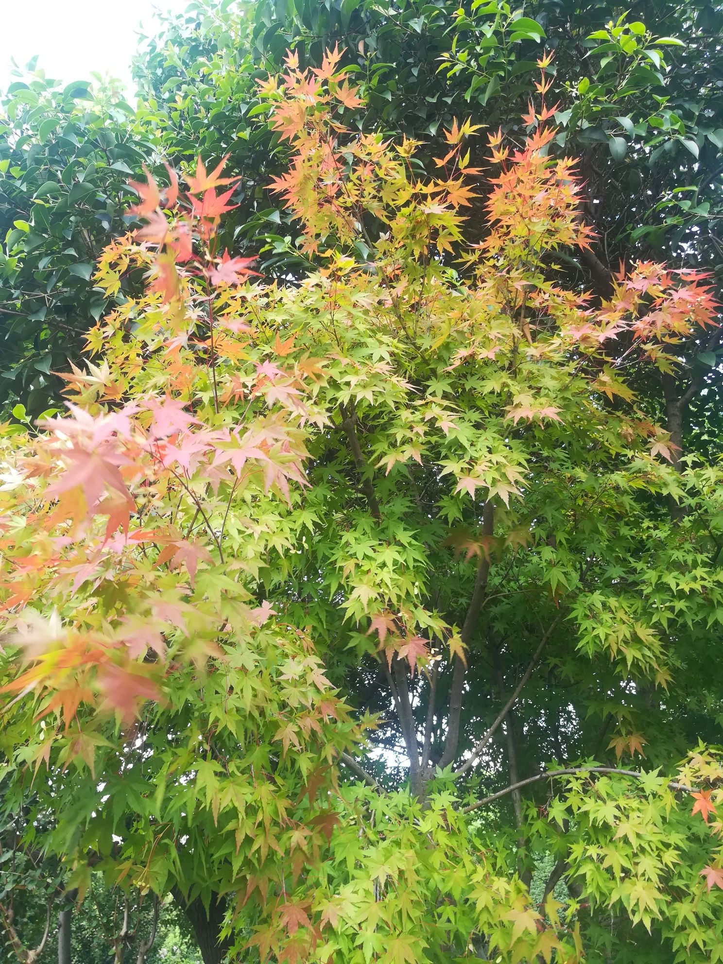 秀洲运河文化公园旅行图片 2