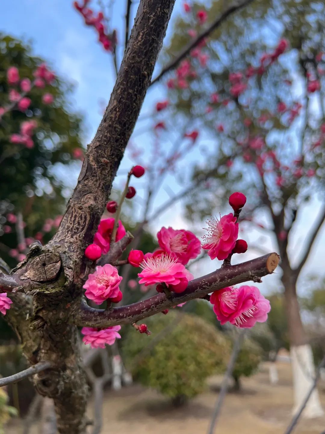 白洋河湿地旅行图片 2