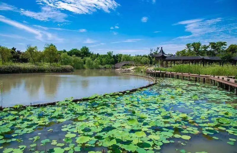 白洋河湿地旅行图片 3