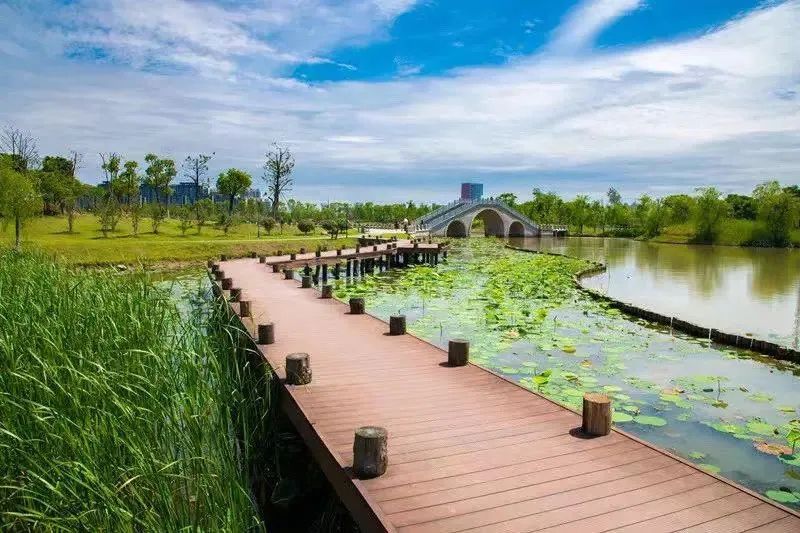 白洋河湿地旅行图片 1