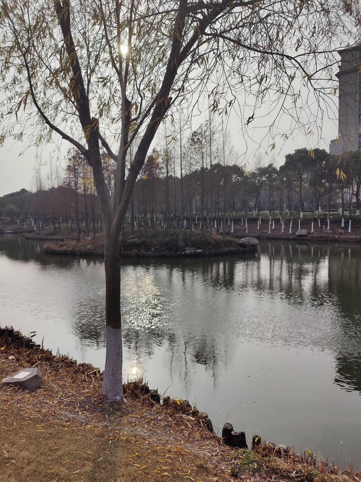 白洋河湿地旅行图片 1