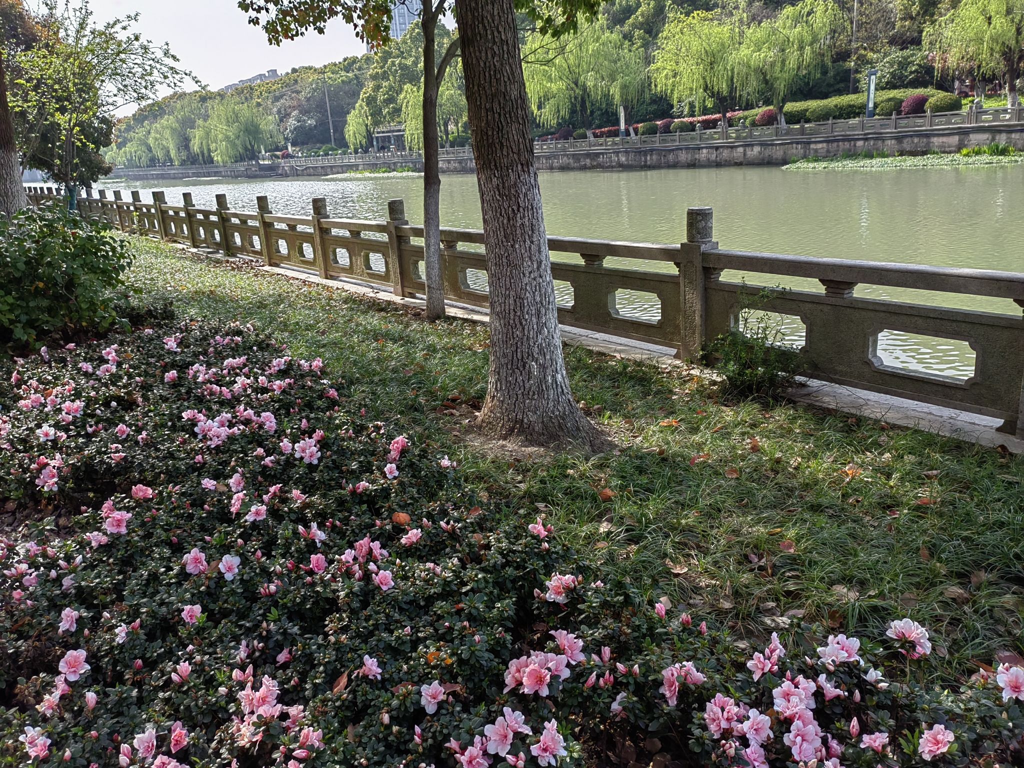 洛塘河公园旅行图片 1