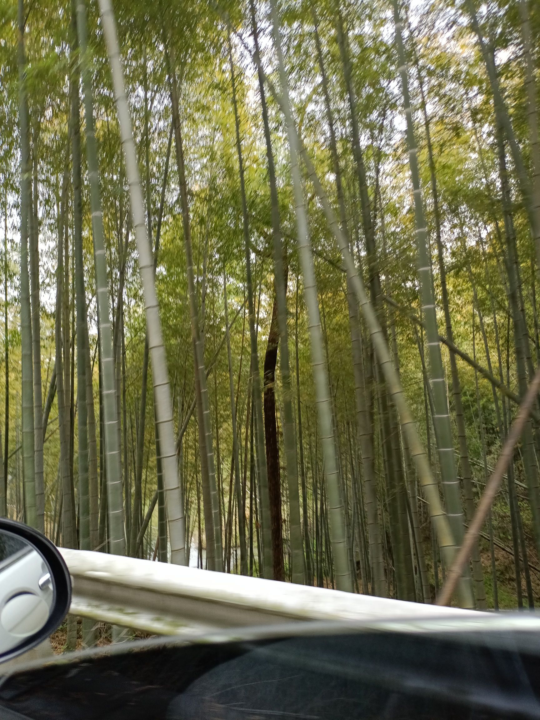 慈溪市五磊山风景区旅行图片 2