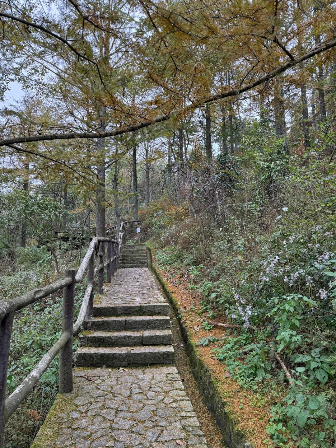 四明山国家森林公园旅行图片 3
