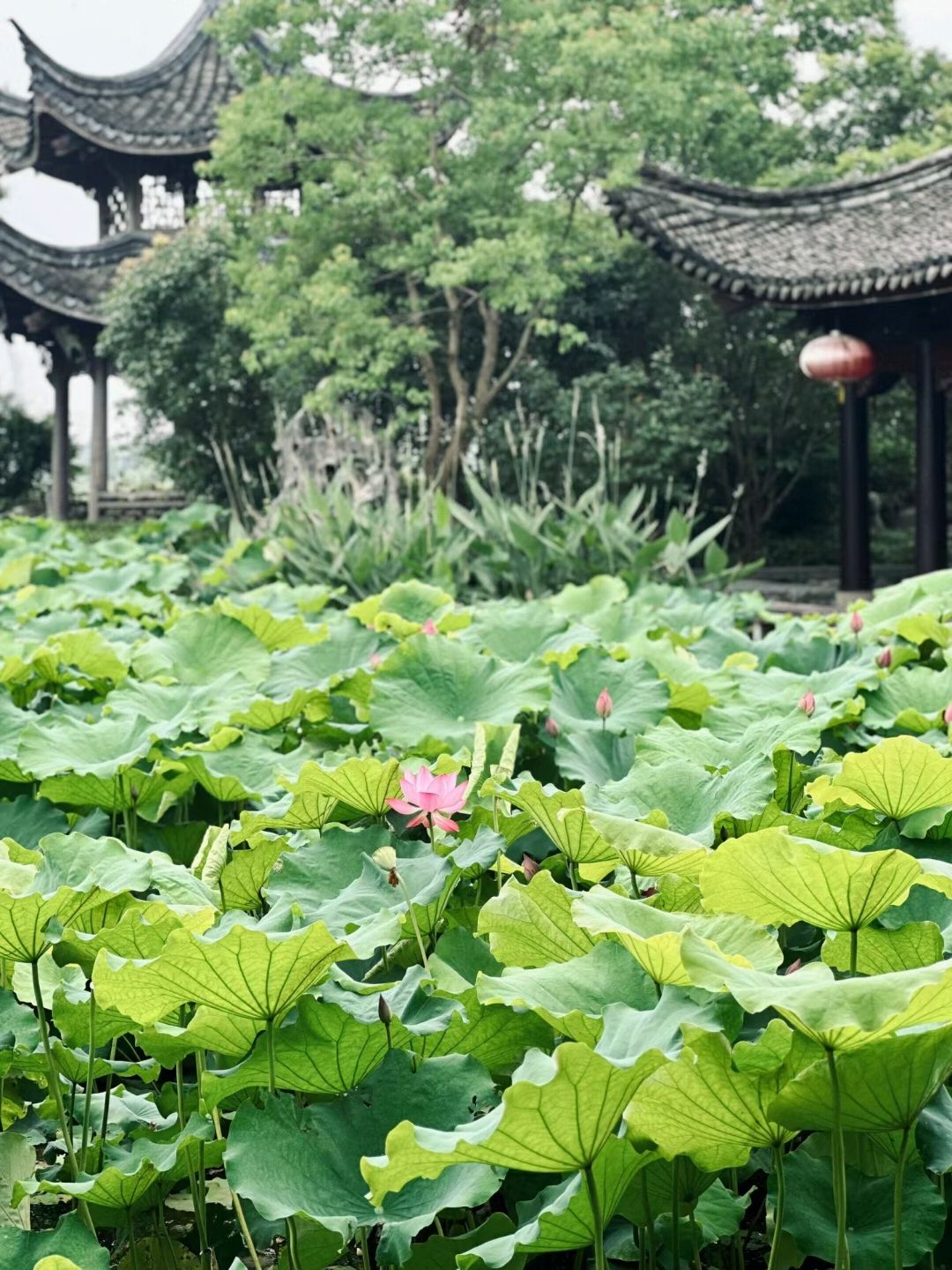 梁祝文化园旅行图片 3