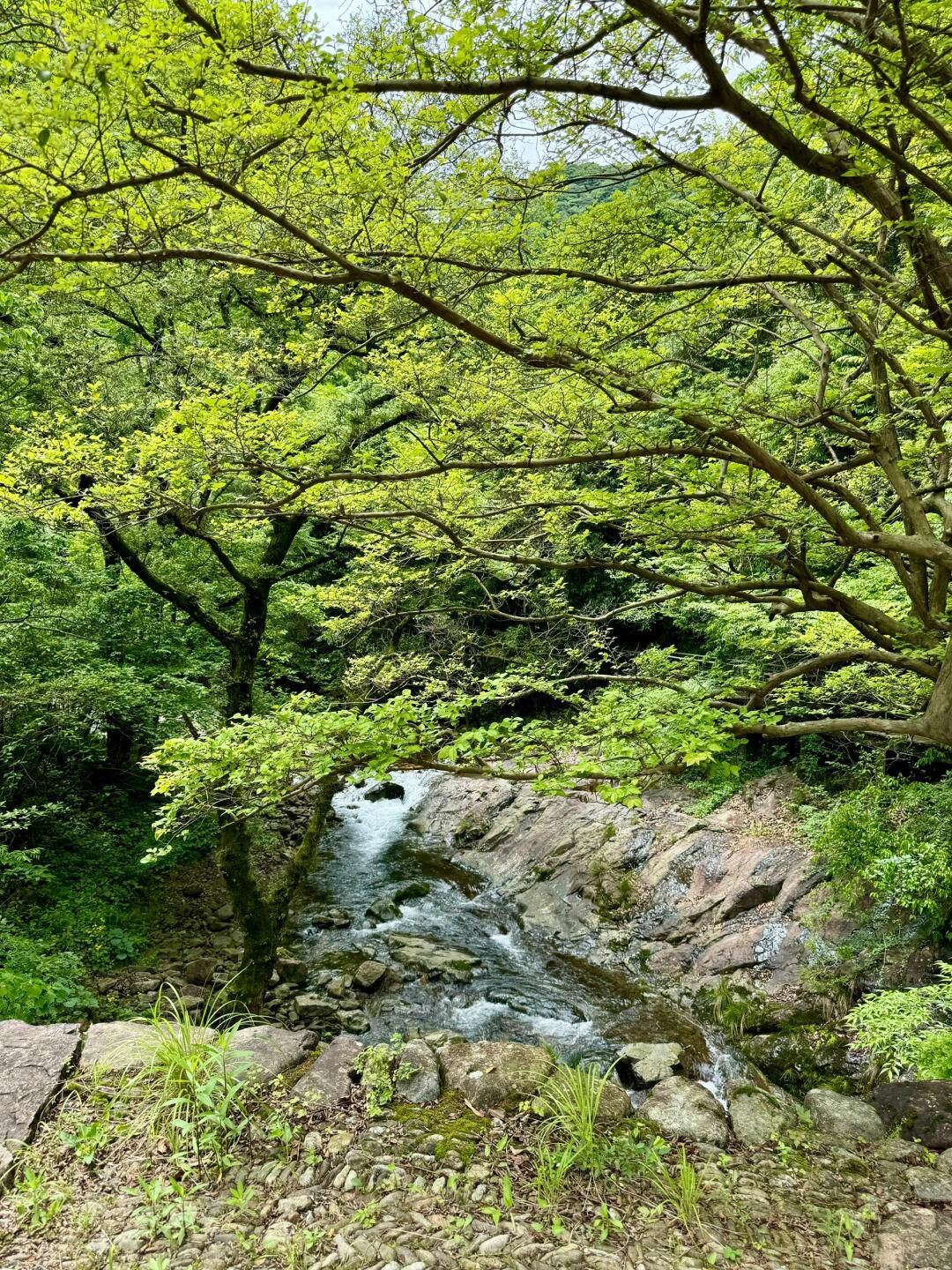 宁海森林温泉旅游度假区旅行图片 3