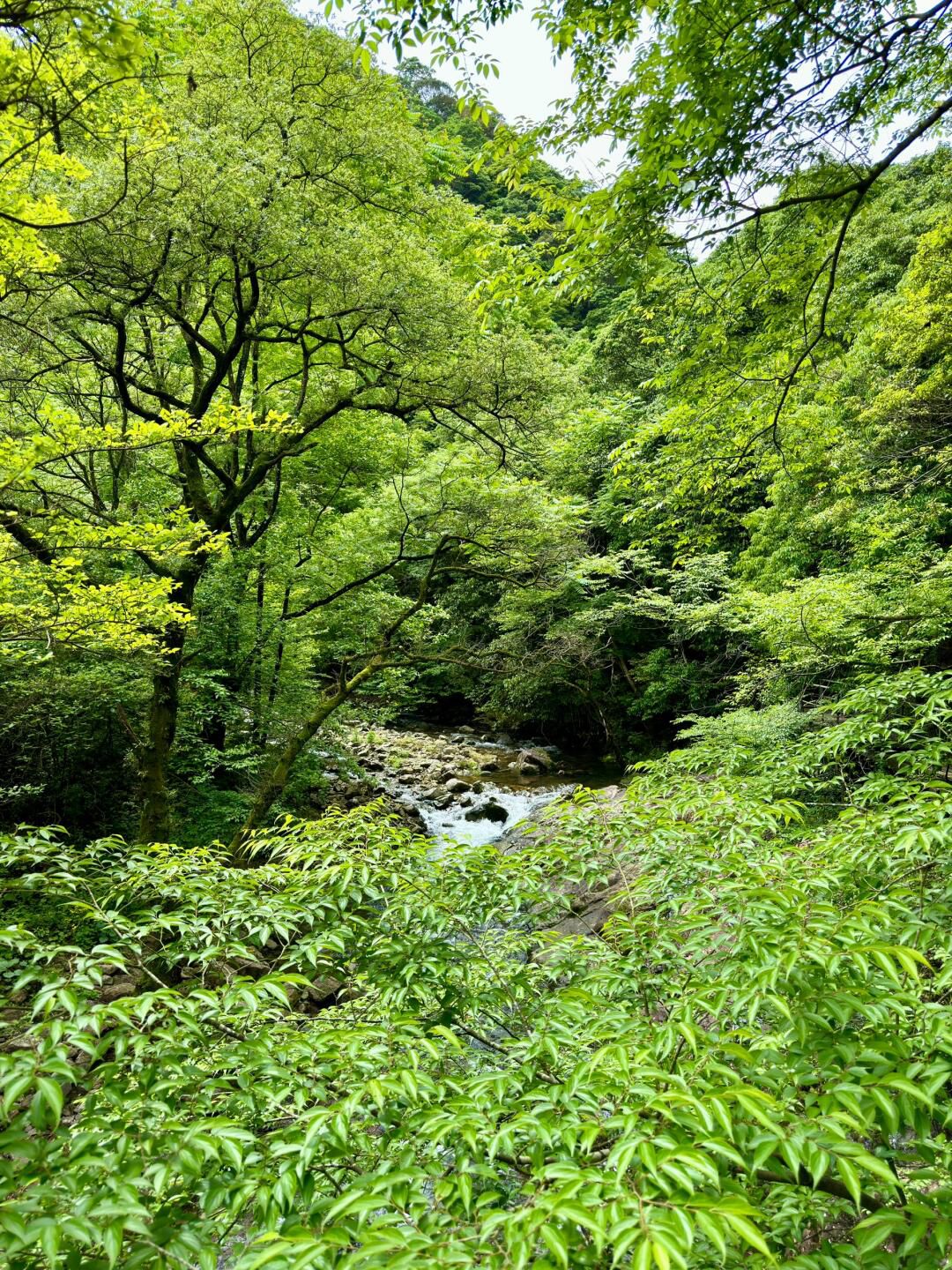 宁海森林温泉旅游度假区旅行图片 2