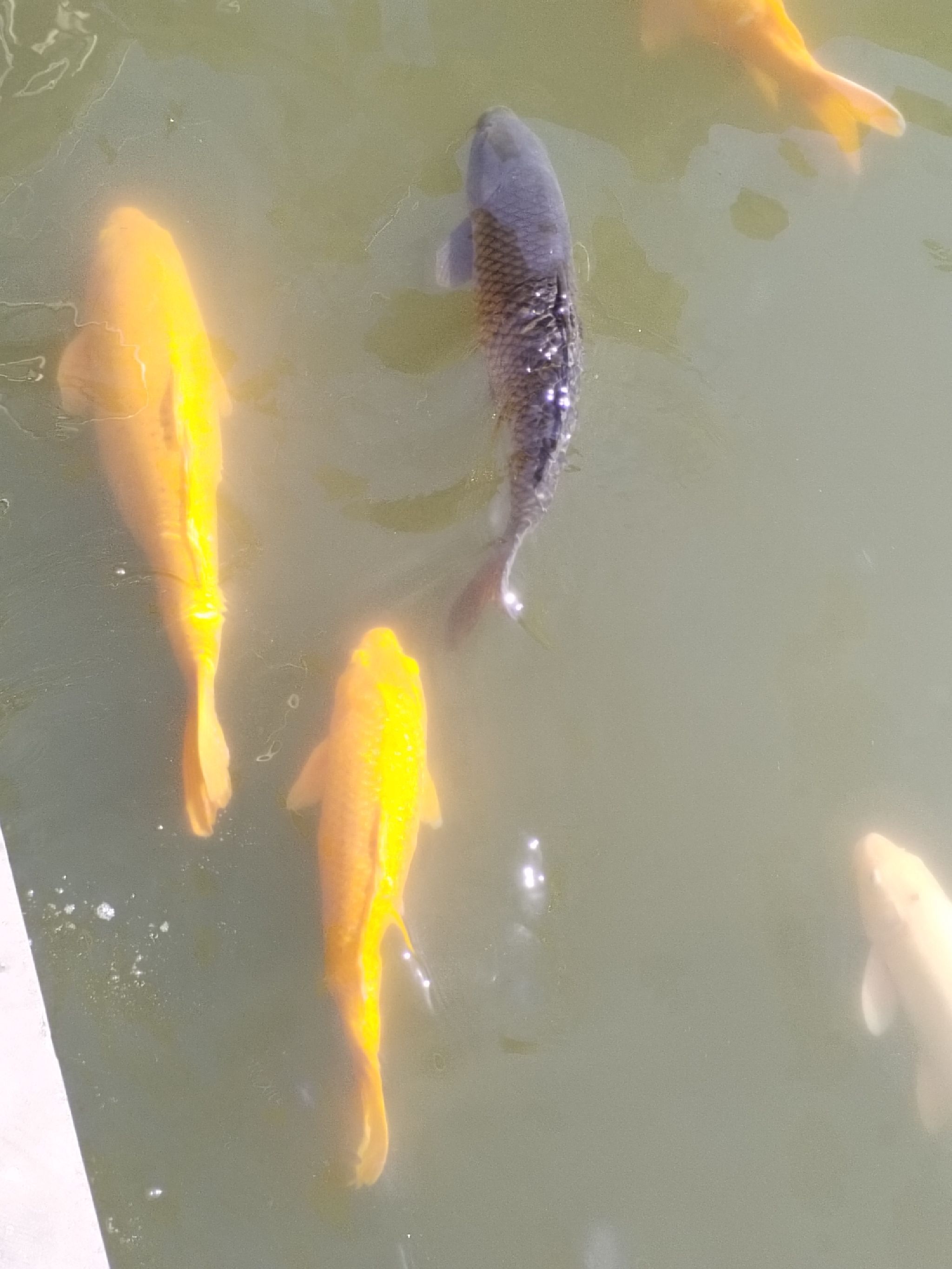 日湖公园旅行图片 1
