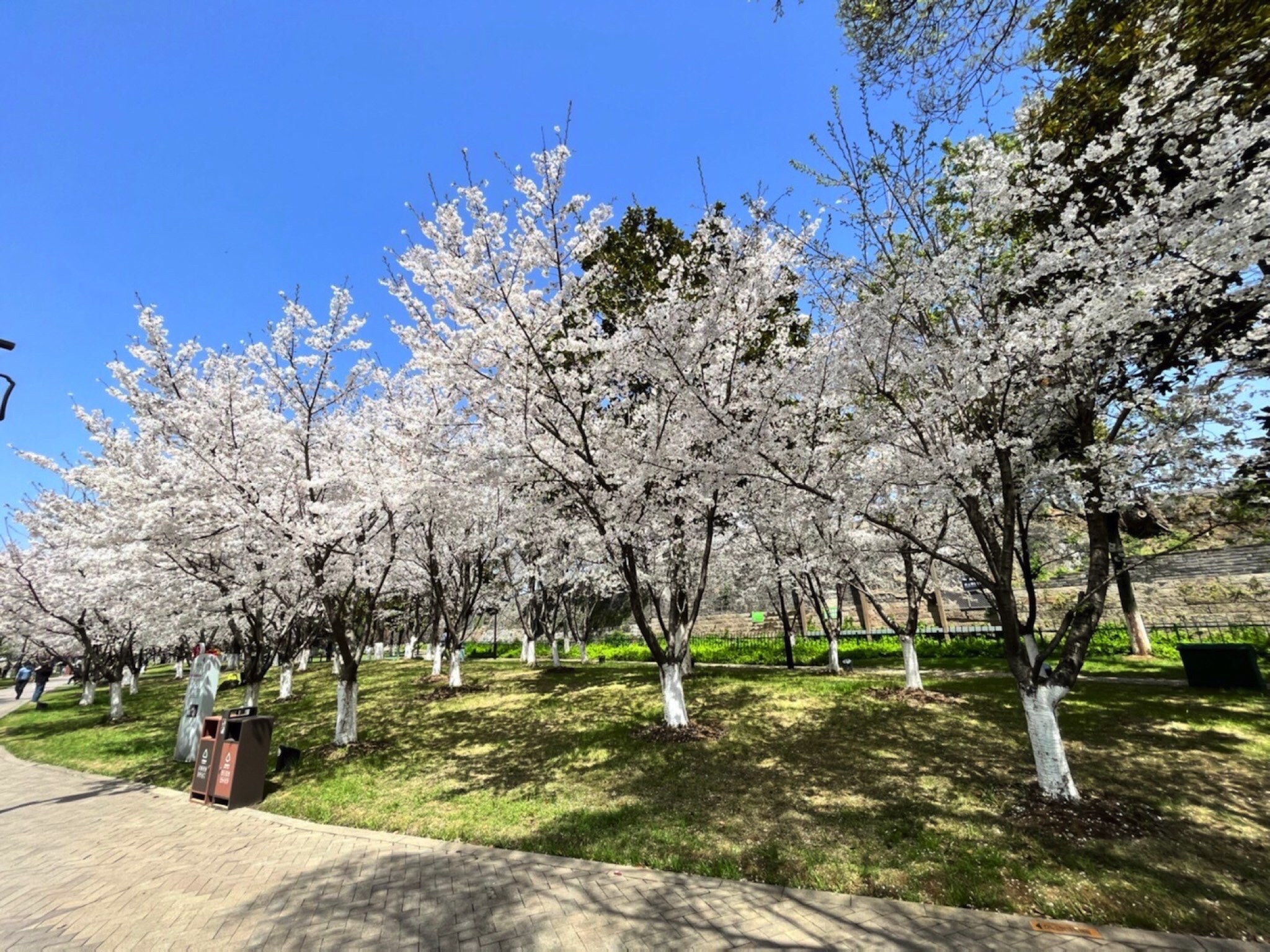 龙山公园旅行图片 2