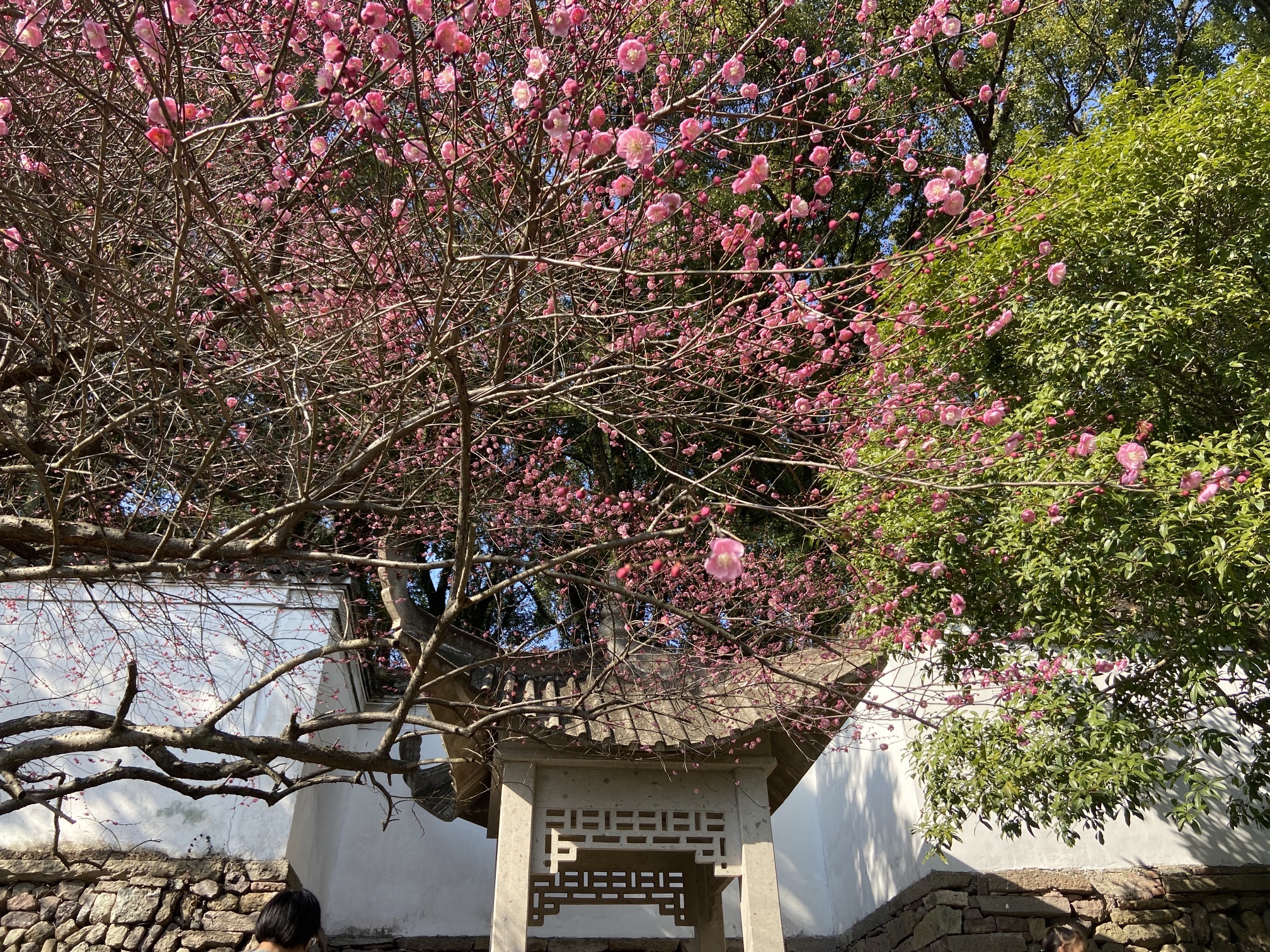 龙山公园旅行图片 2