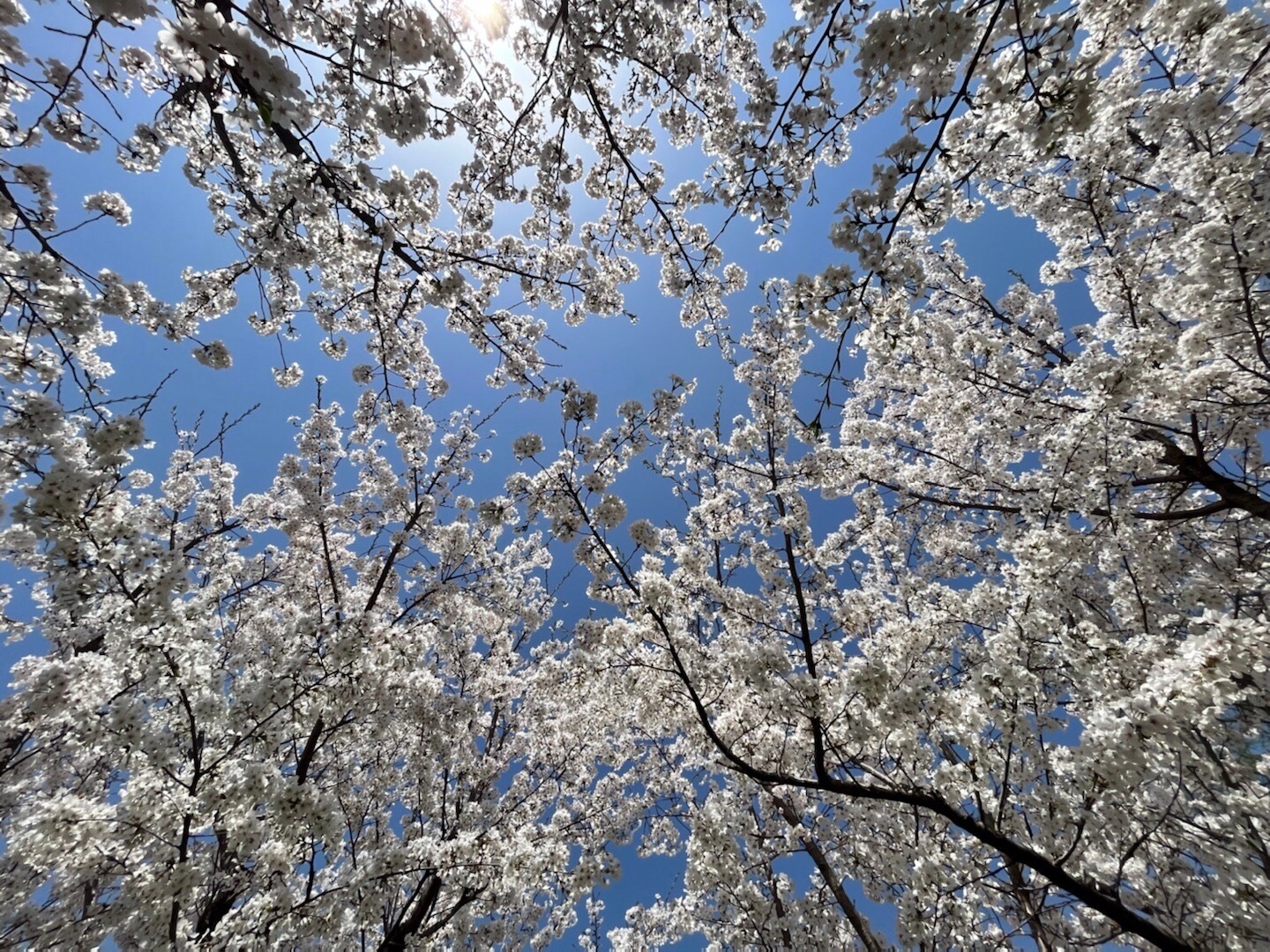 龙山公园旅行图片 3