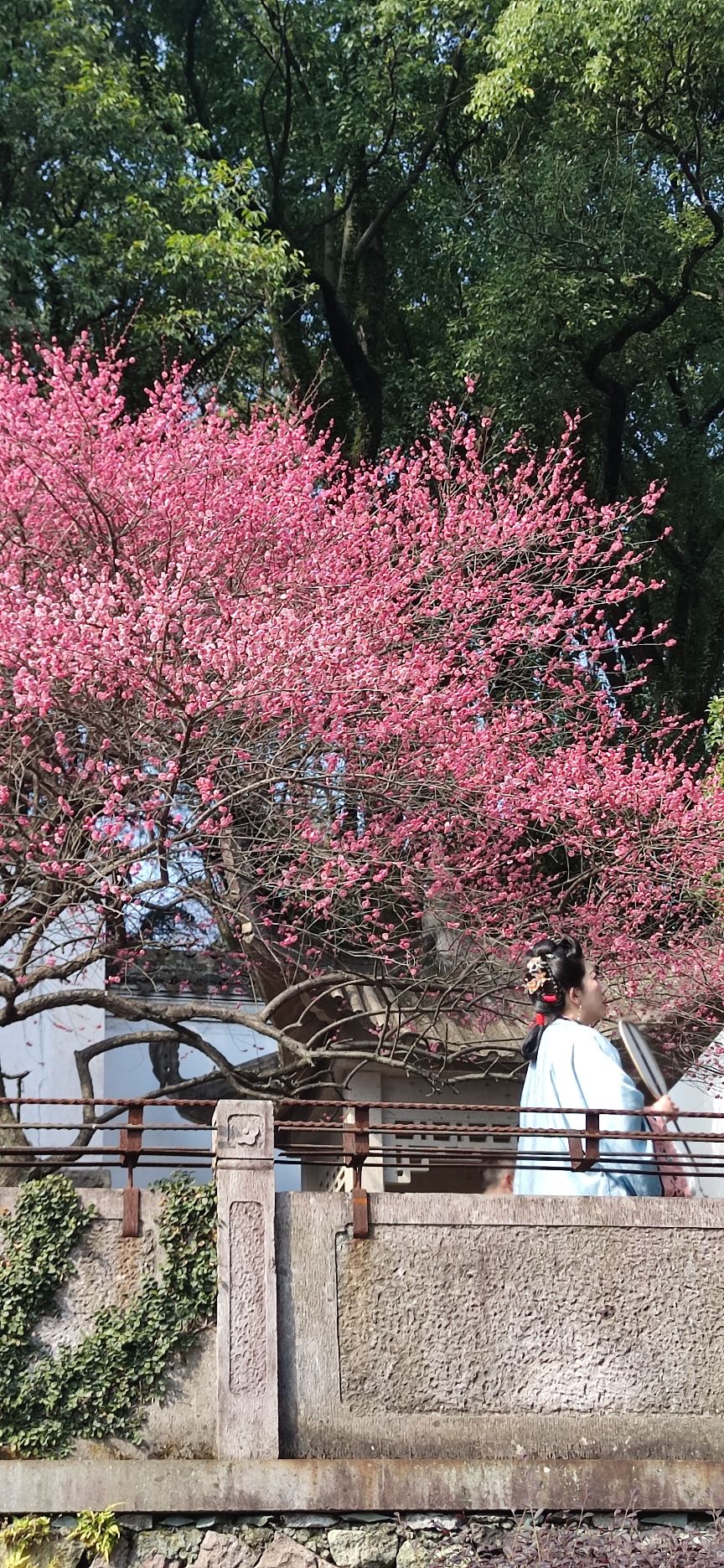 龙山公园旅行图片 2