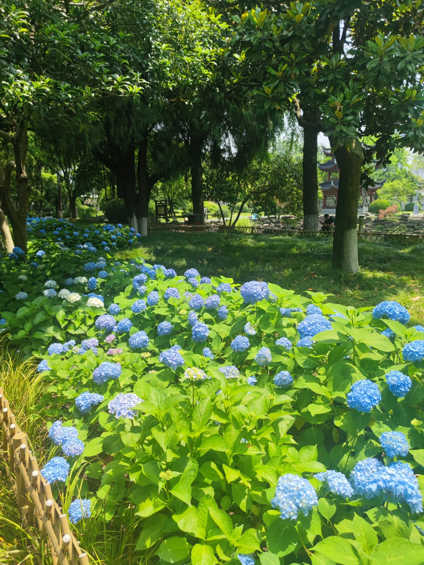 中山公园旅行图片 3