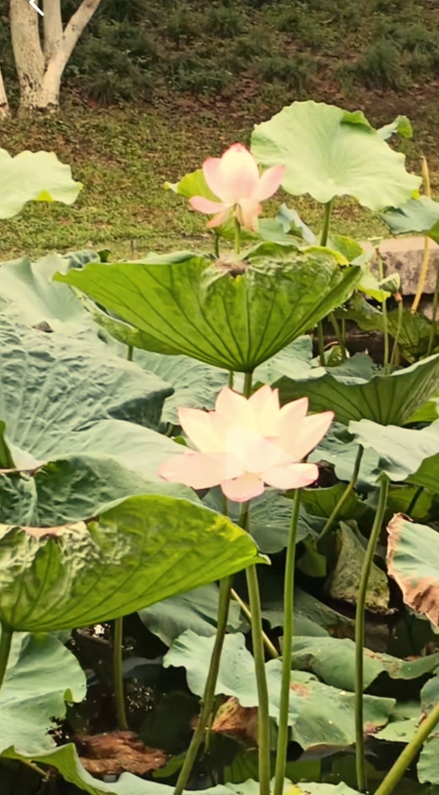 小山公园旅行图片 3