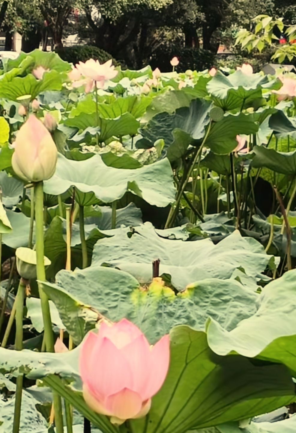 小山公园旅行图片 1