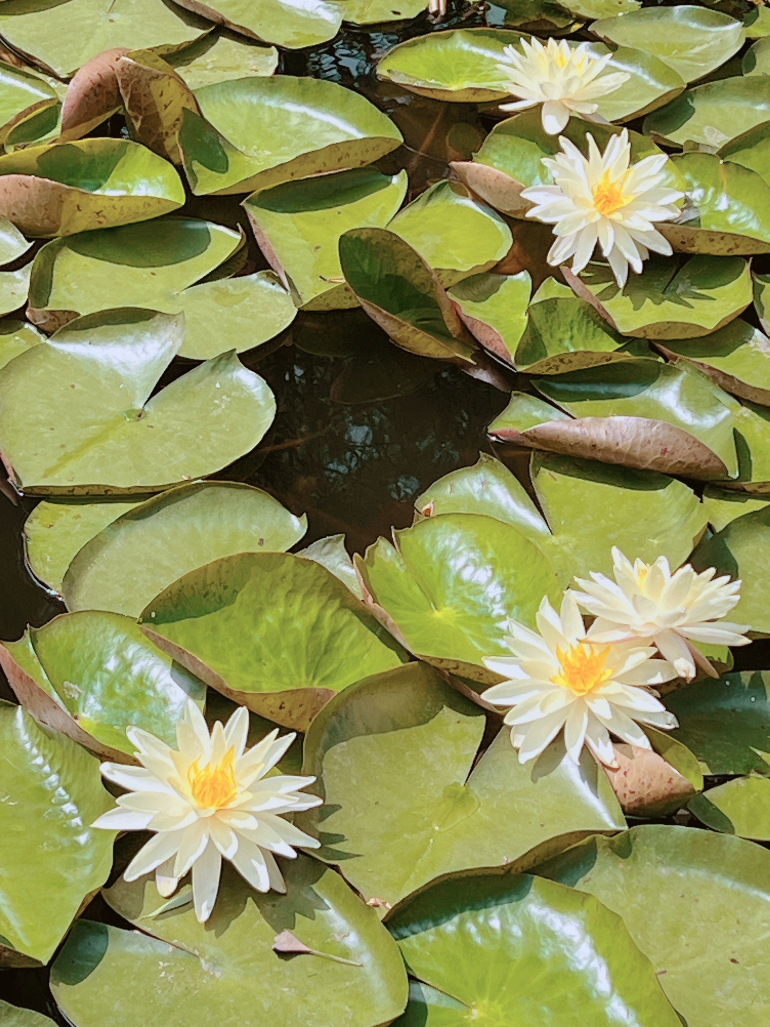小山公园旅行图片 2