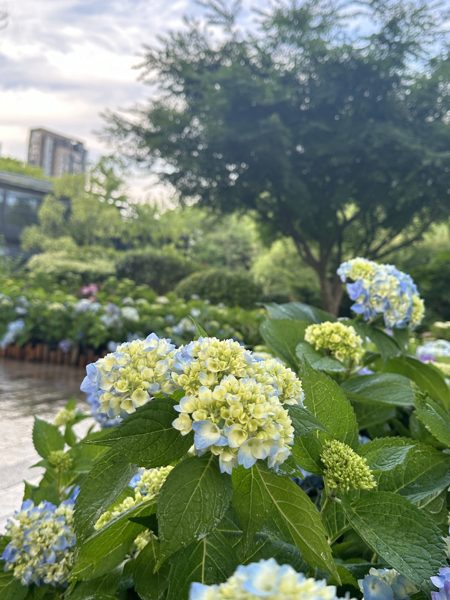 绿岛公园旅行图片 1