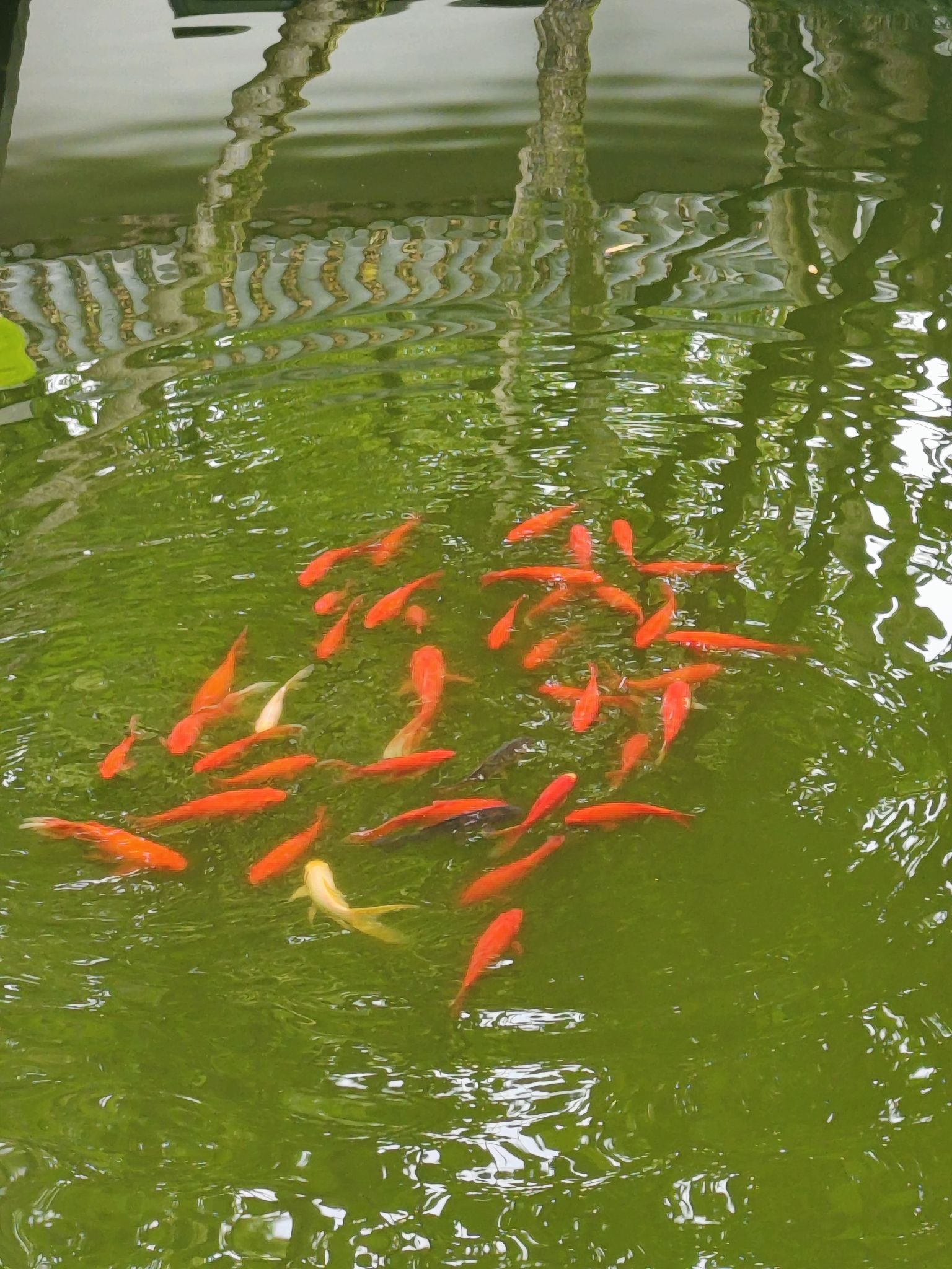 绿岛公园旅行图片 2