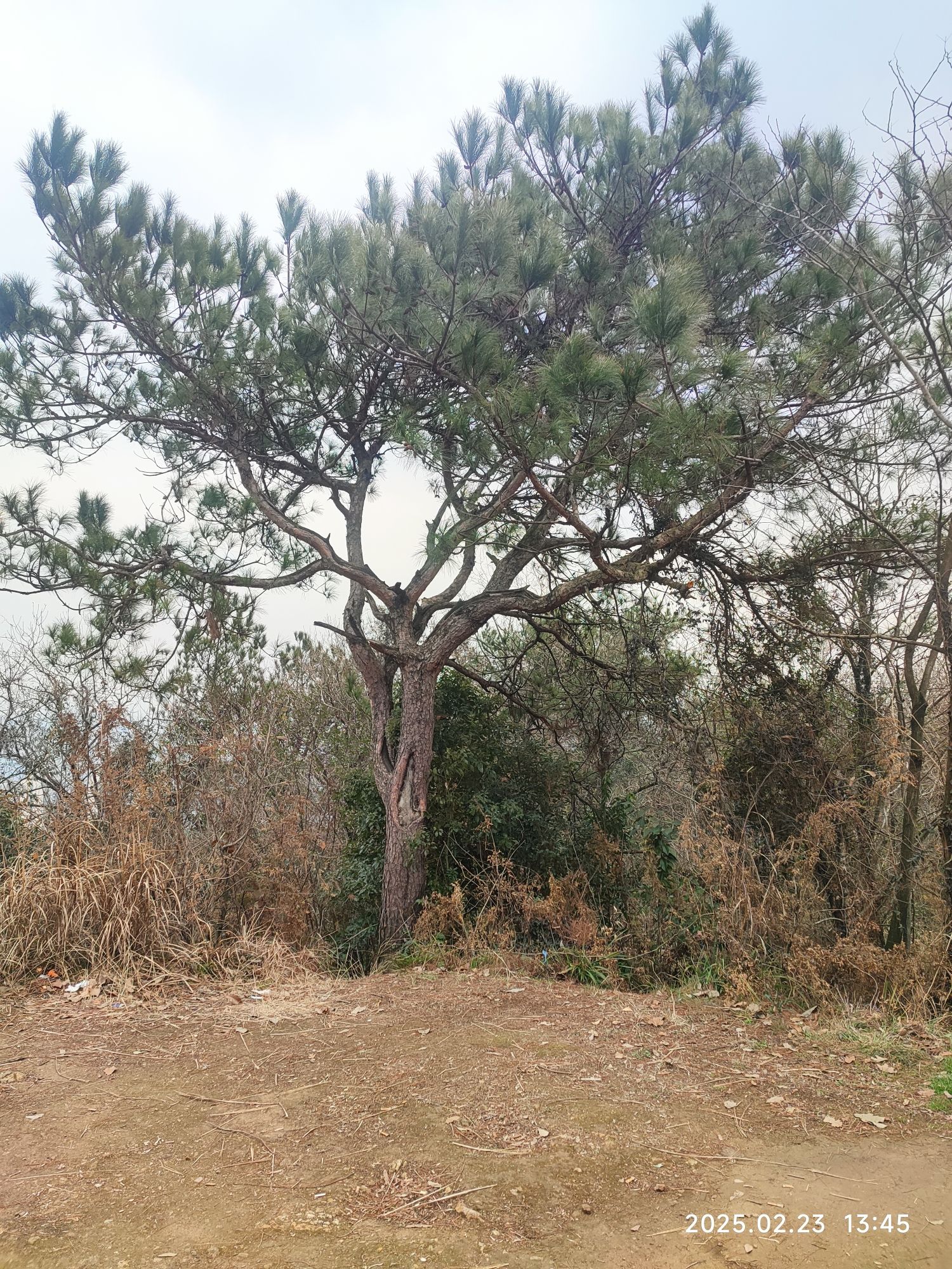 胜归山公园旅行图片 1