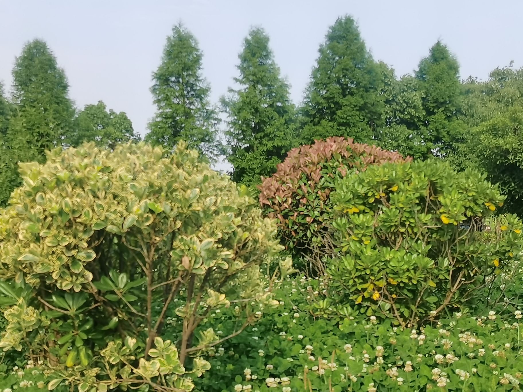 庵东公园旅行图片 2