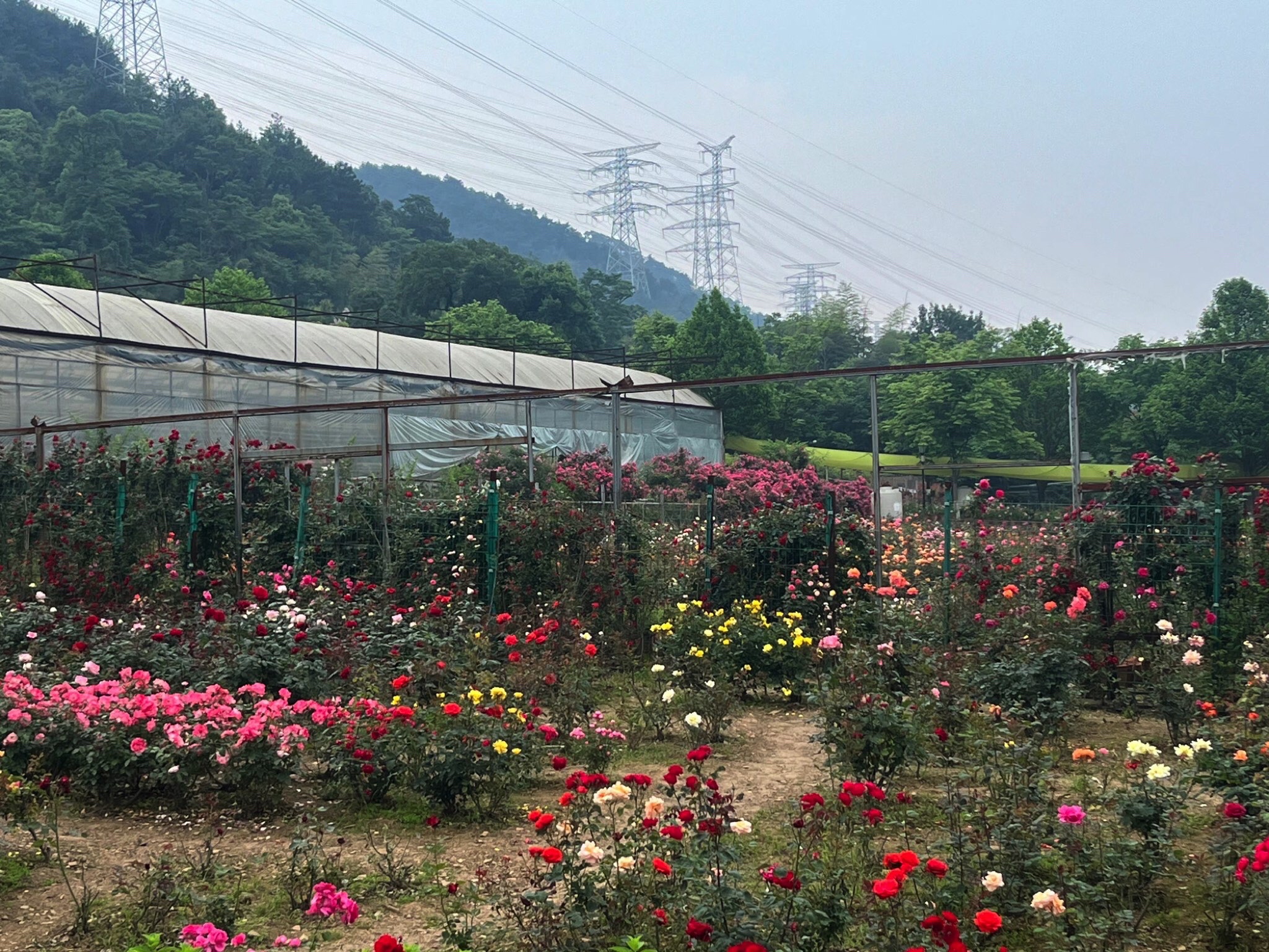 木林森兰园旅行图片 1