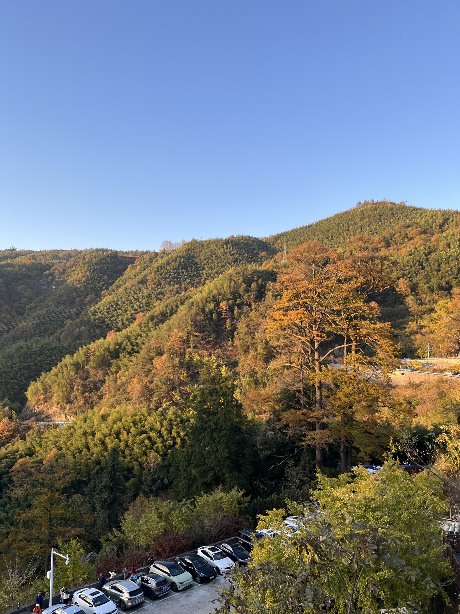 茅镬古树公园旅行图片 3