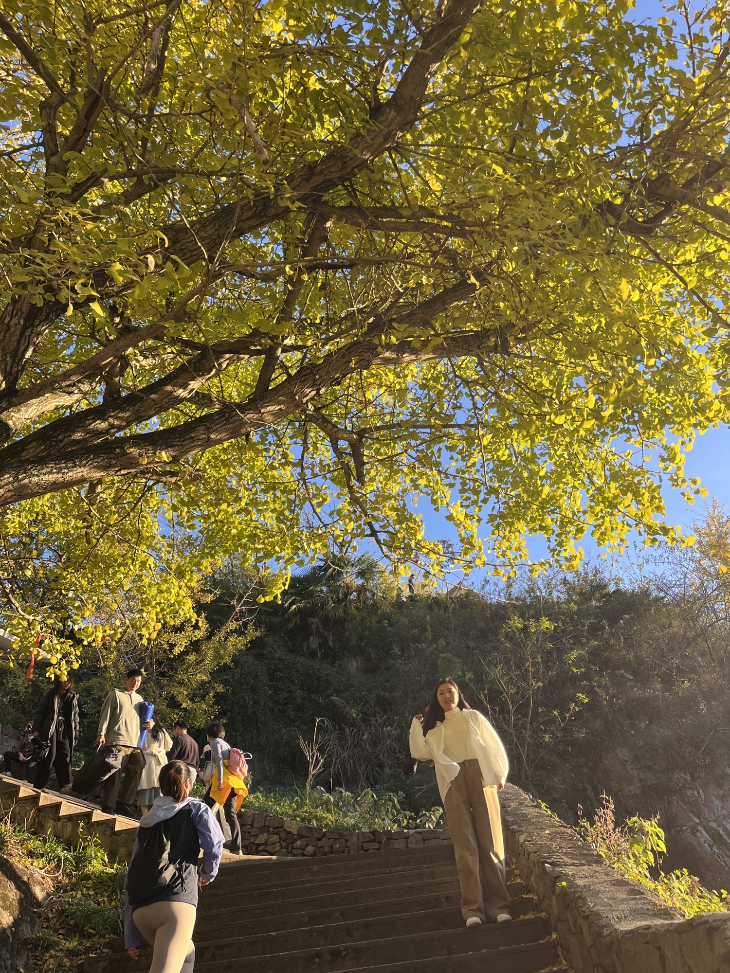 茅镬古树公园旅行图片 2
