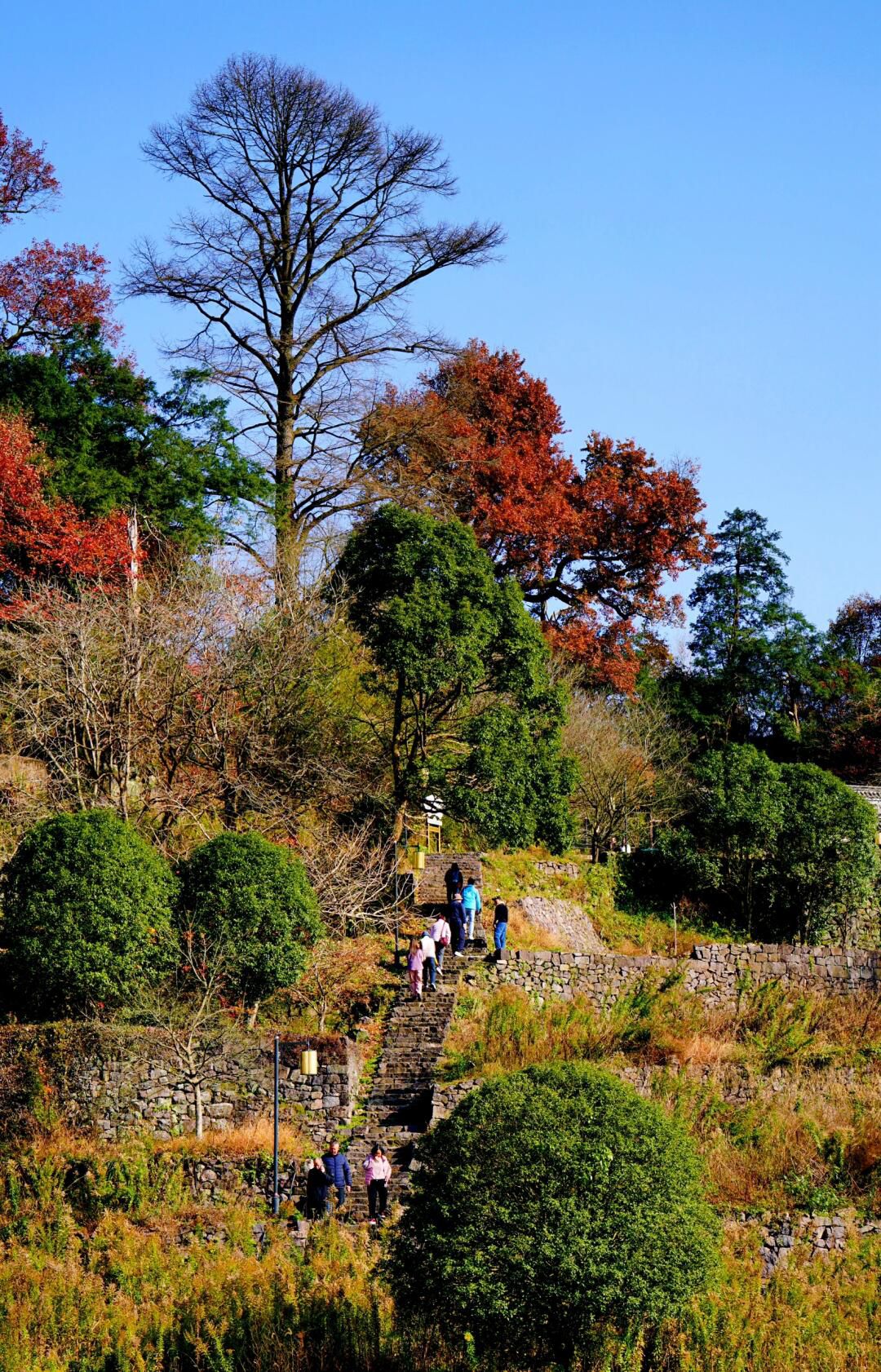 茅镬古树公园旅行图片 1