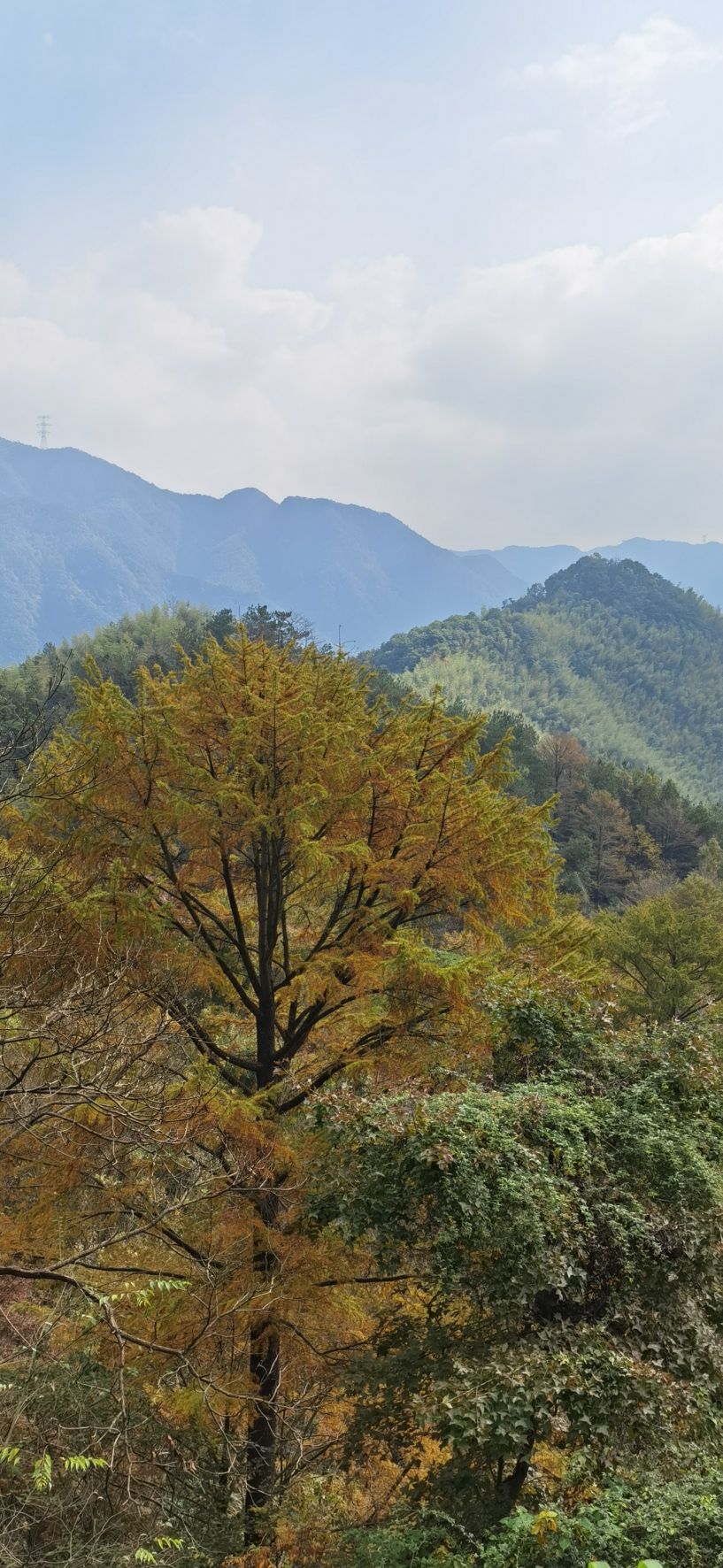 茅镬古树公园旅行图片 2