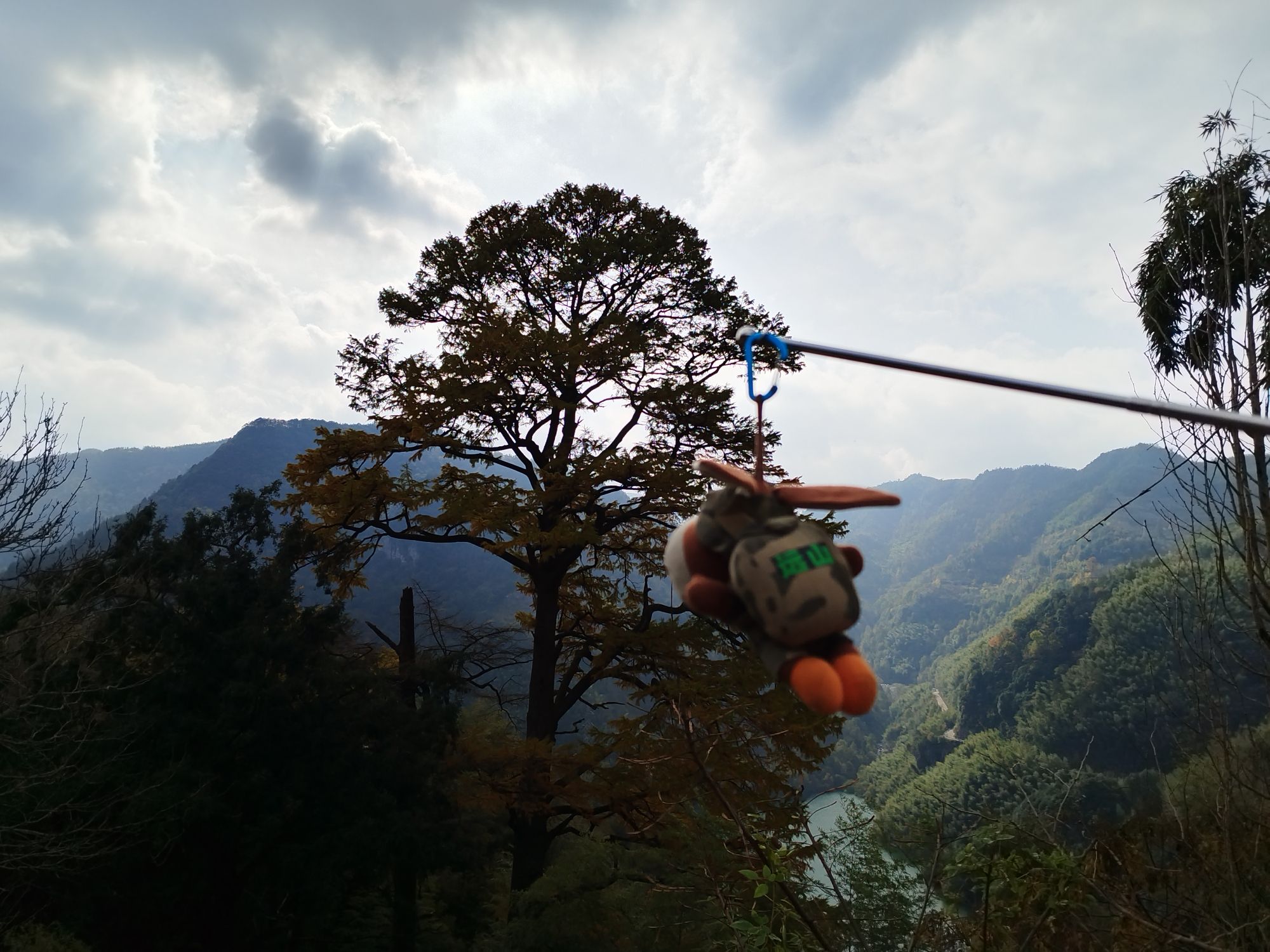 茅镬古树公园旅行图片 3