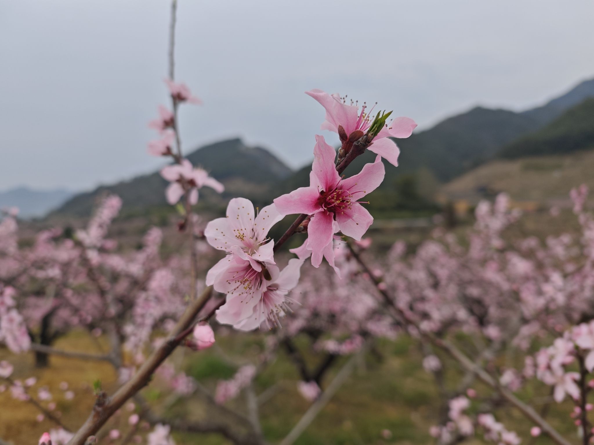 天下第一桃园旅行图片 3