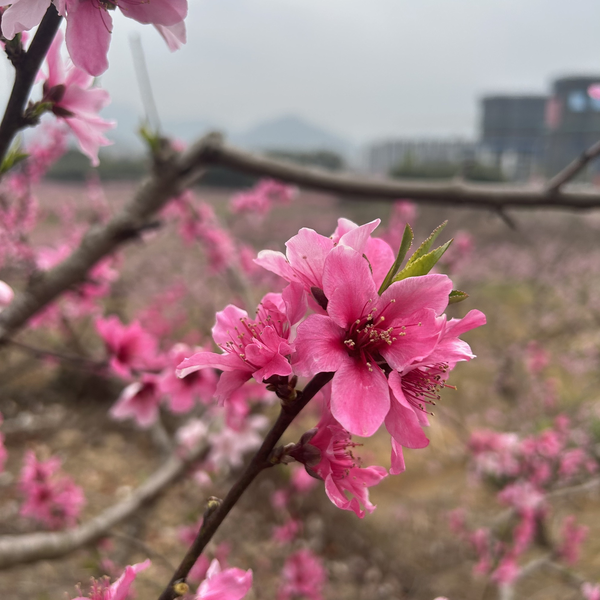 天下第一桃园旅行图片 1