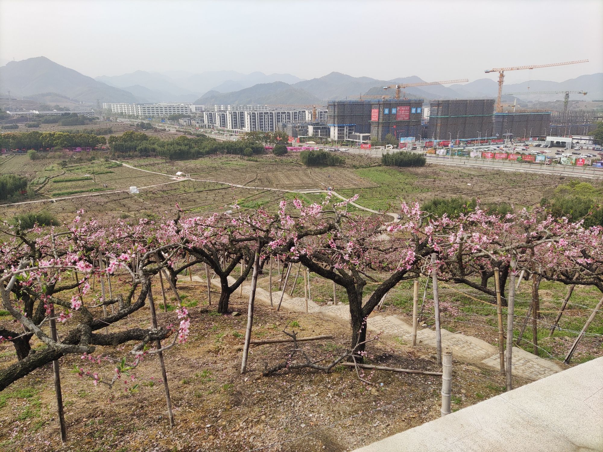 天下第一桃园旅行图片 3