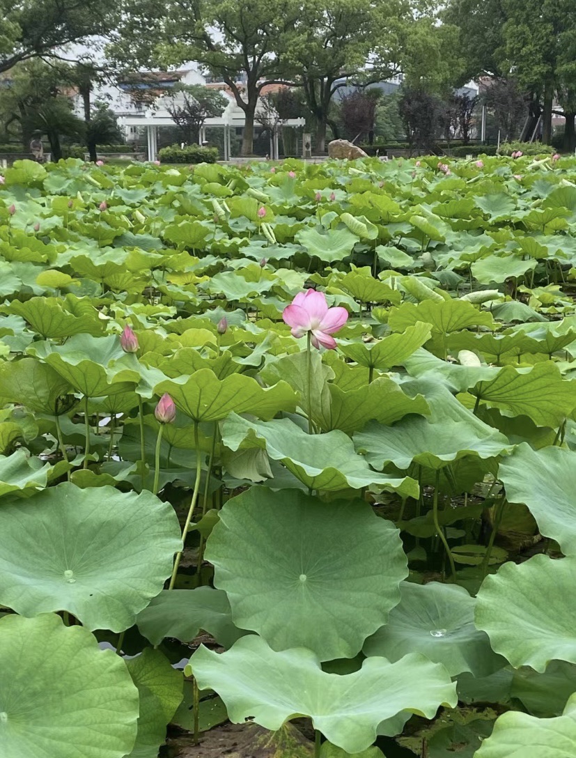 蛟山公园旅行图片 1