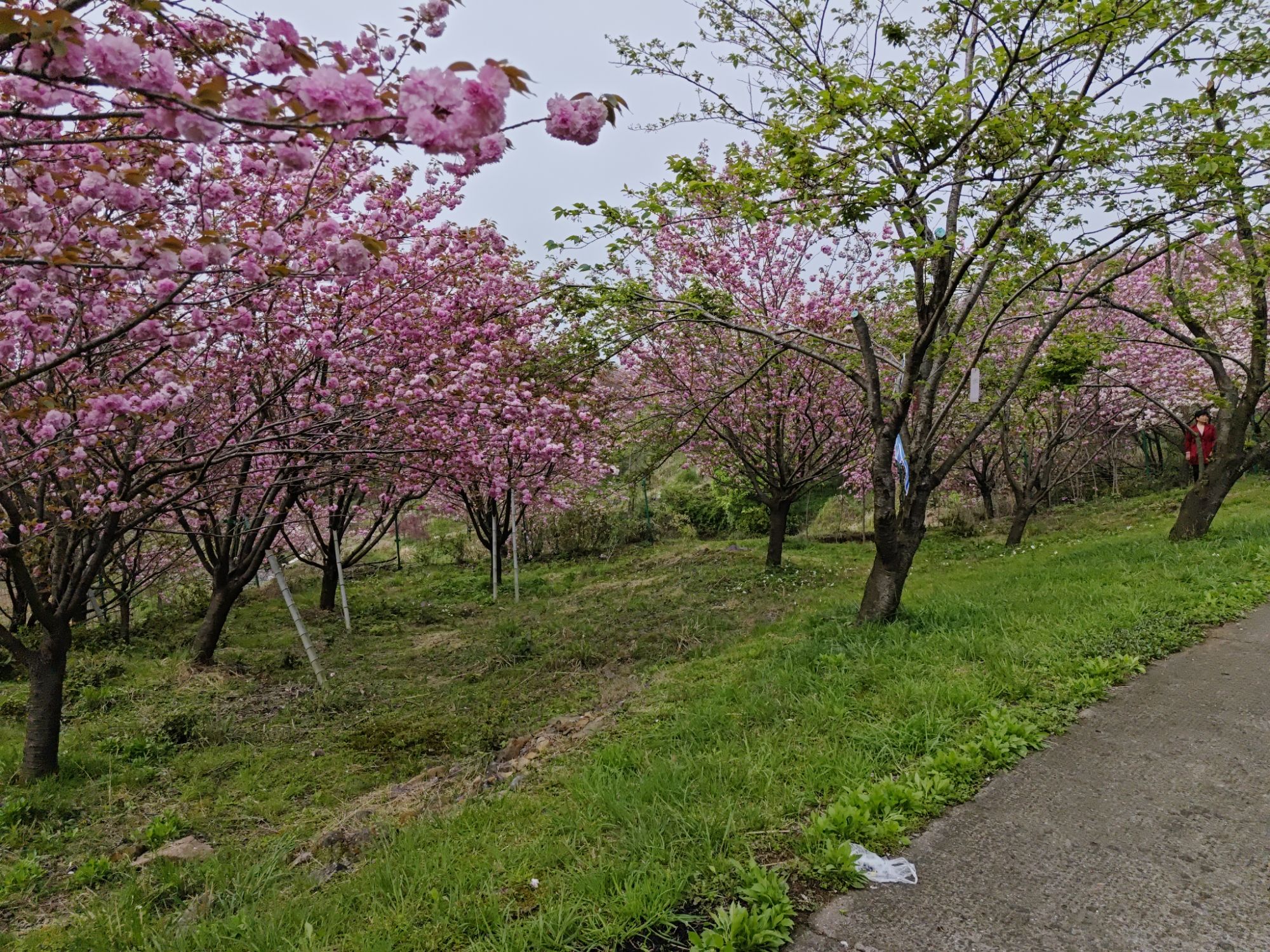 四明山杖锡风景区旅行图片 2
