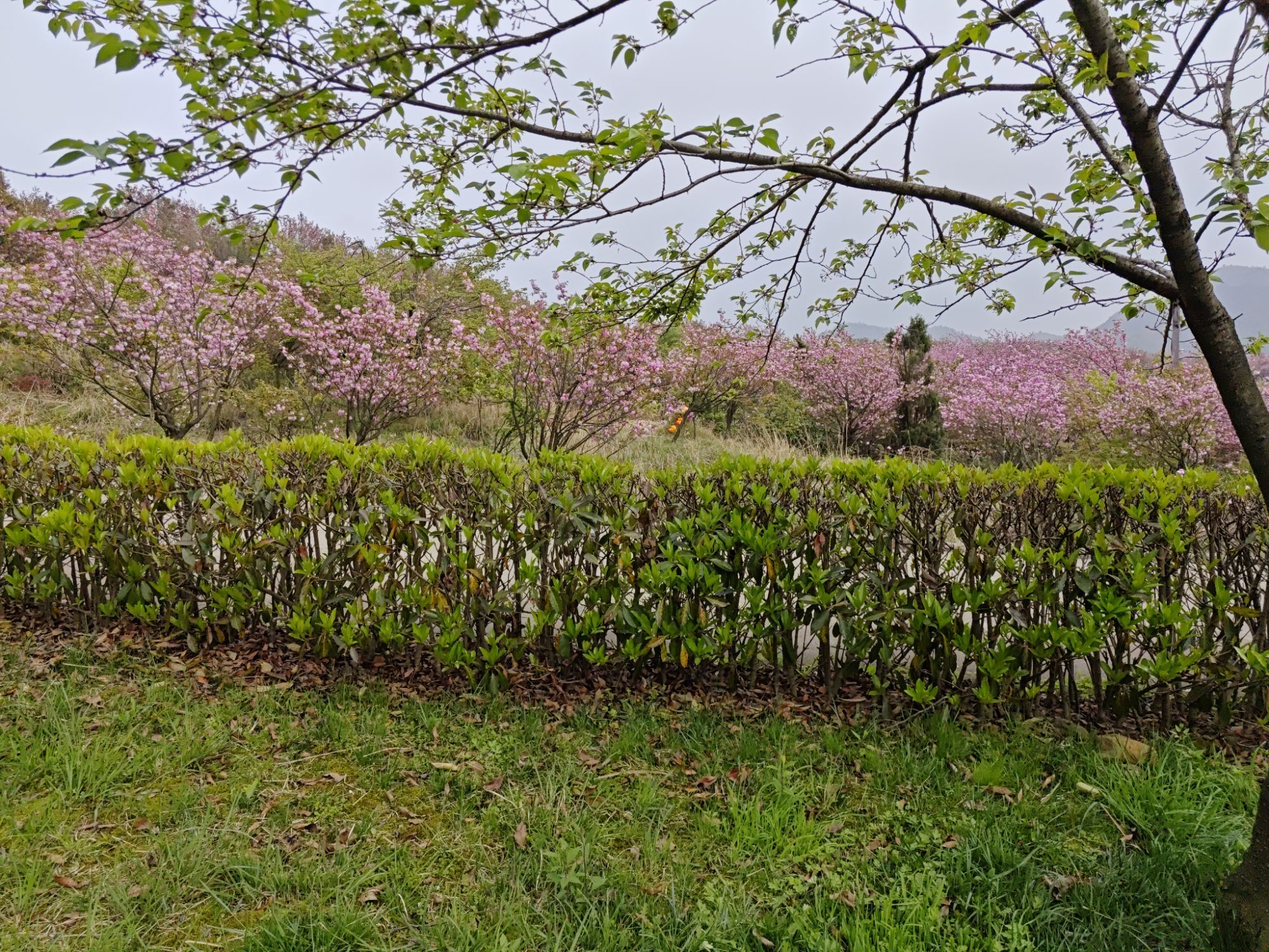 四明山杖锡风景区旅行图片 1