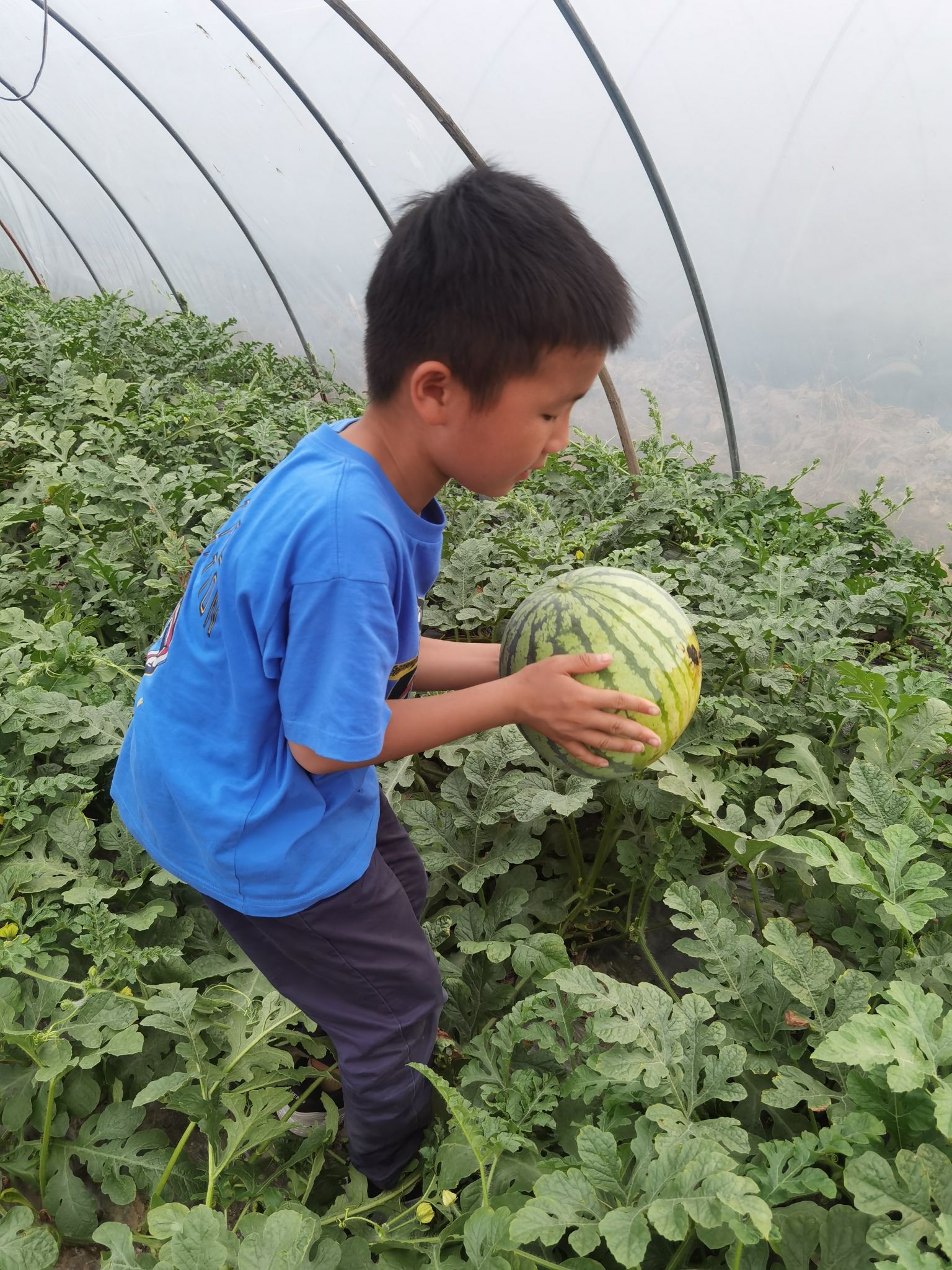 后隆公园旅行图片 3