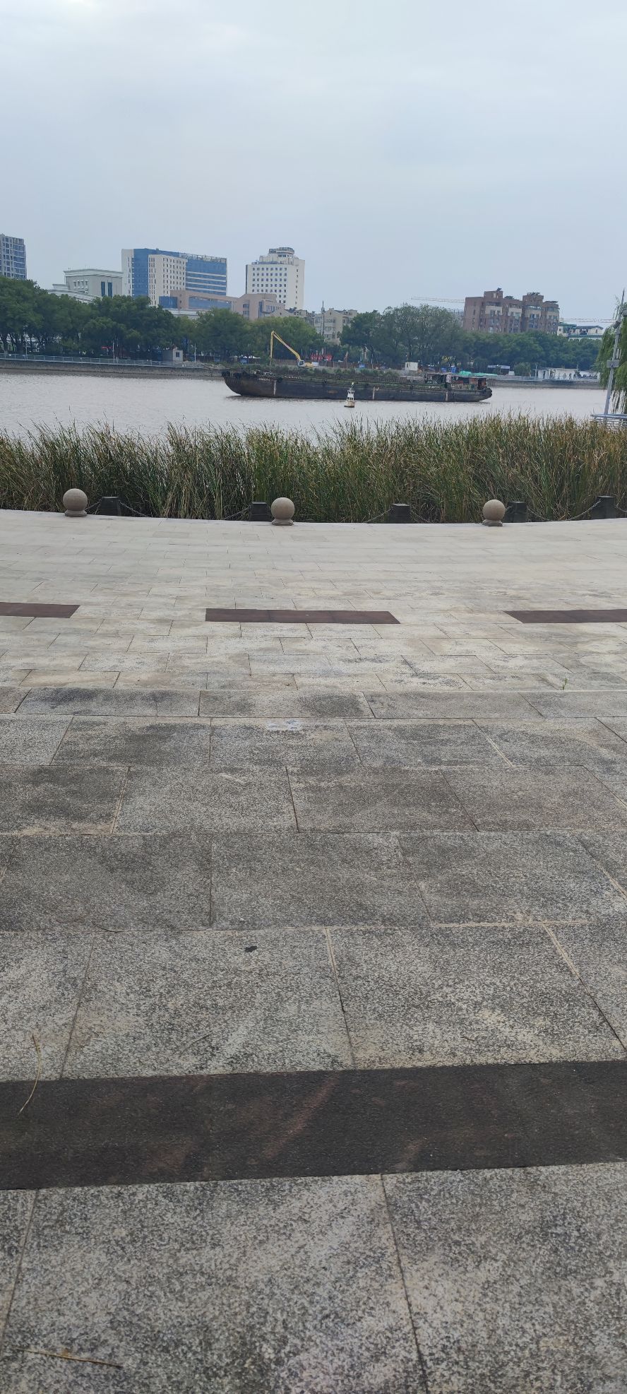 槐树公园旅行图片 2