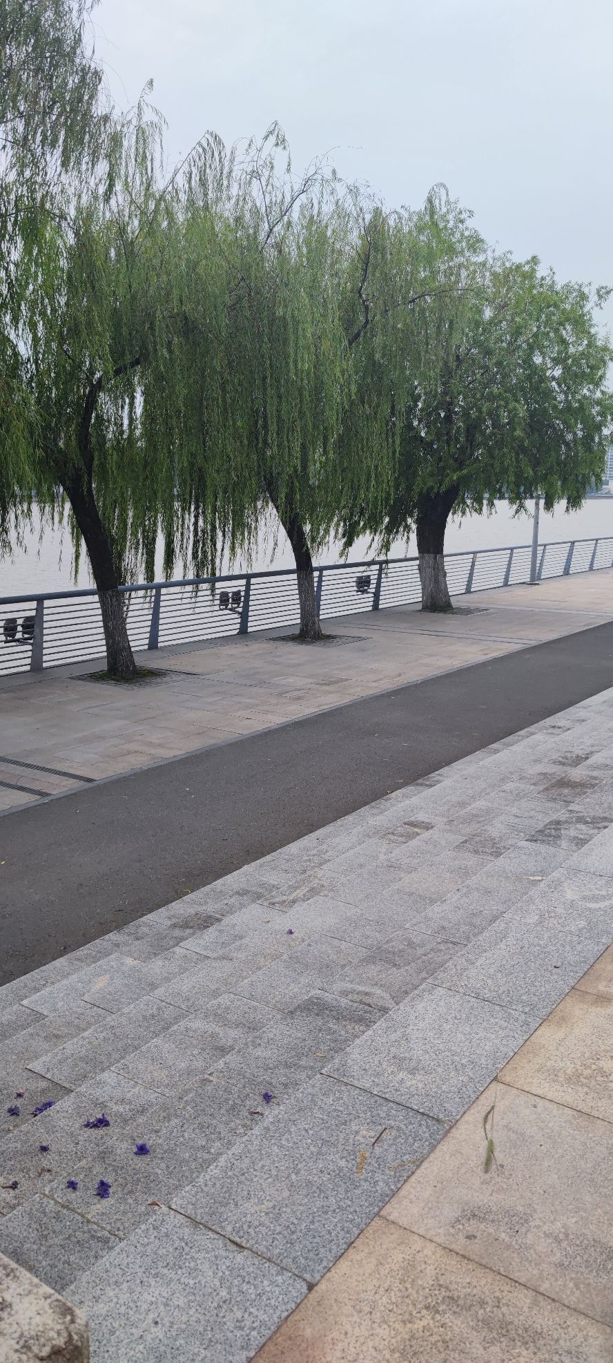 槐树公园旅行图片 3