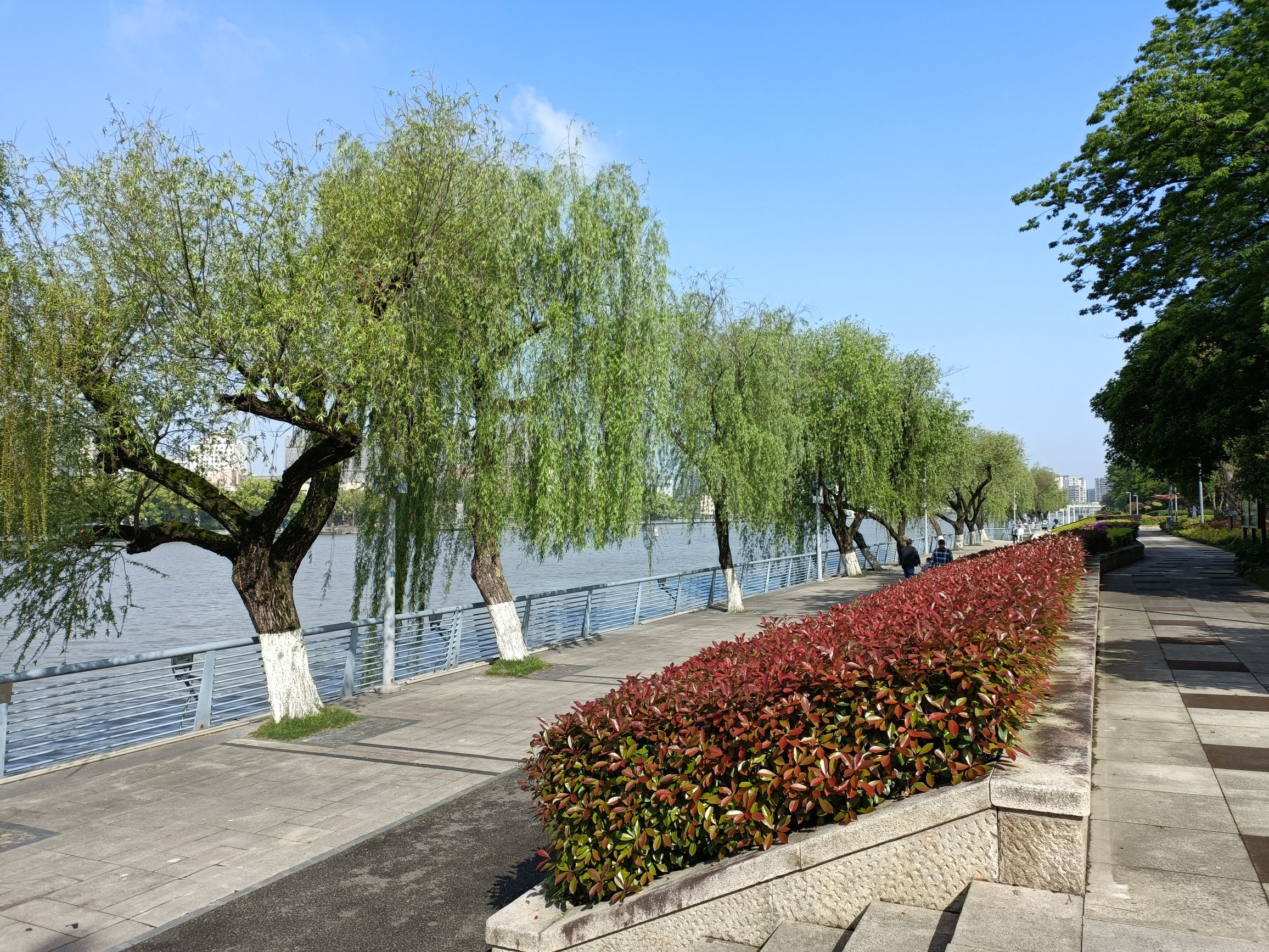 槐树公园旅行图片 3